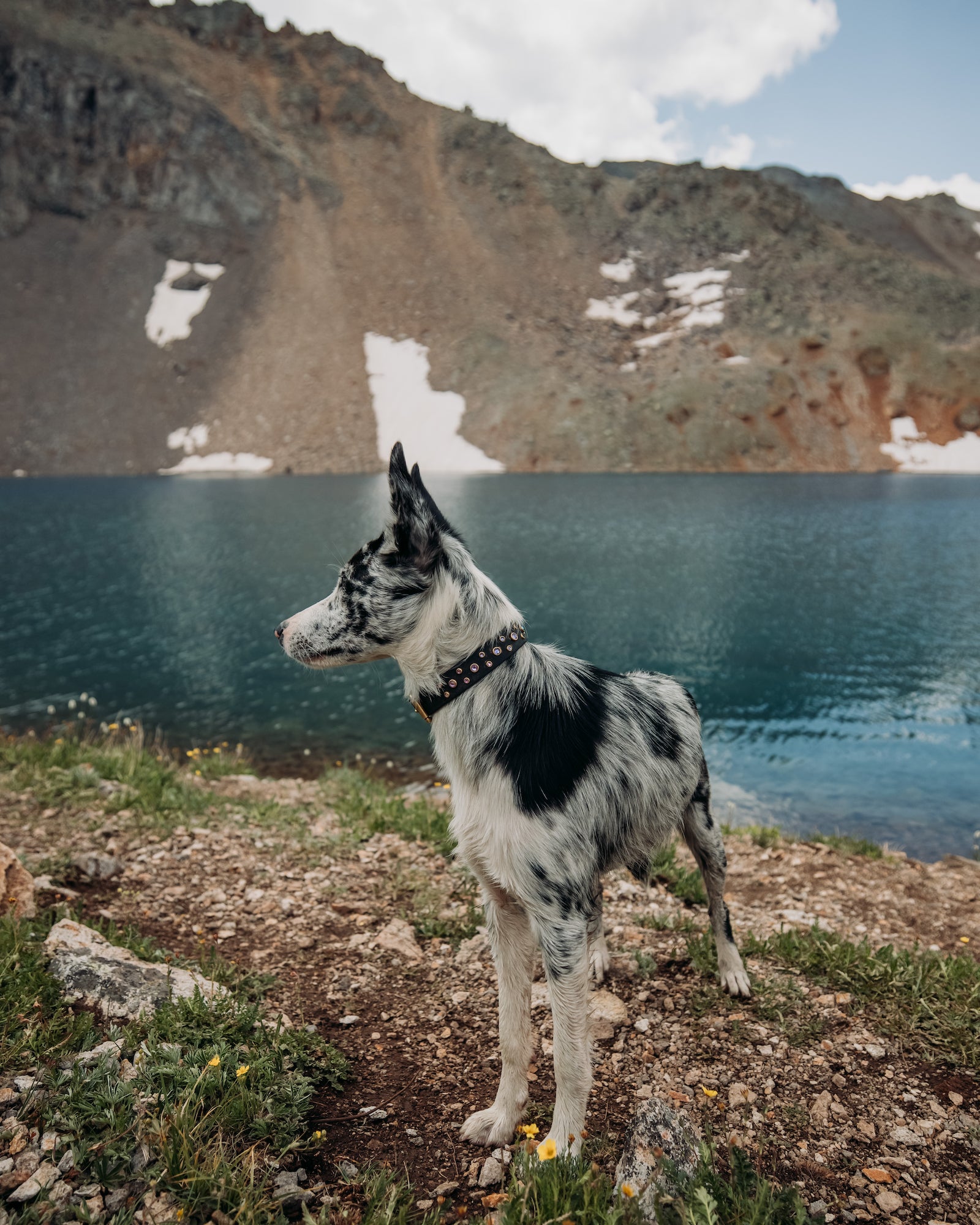The 'Summit' Collar