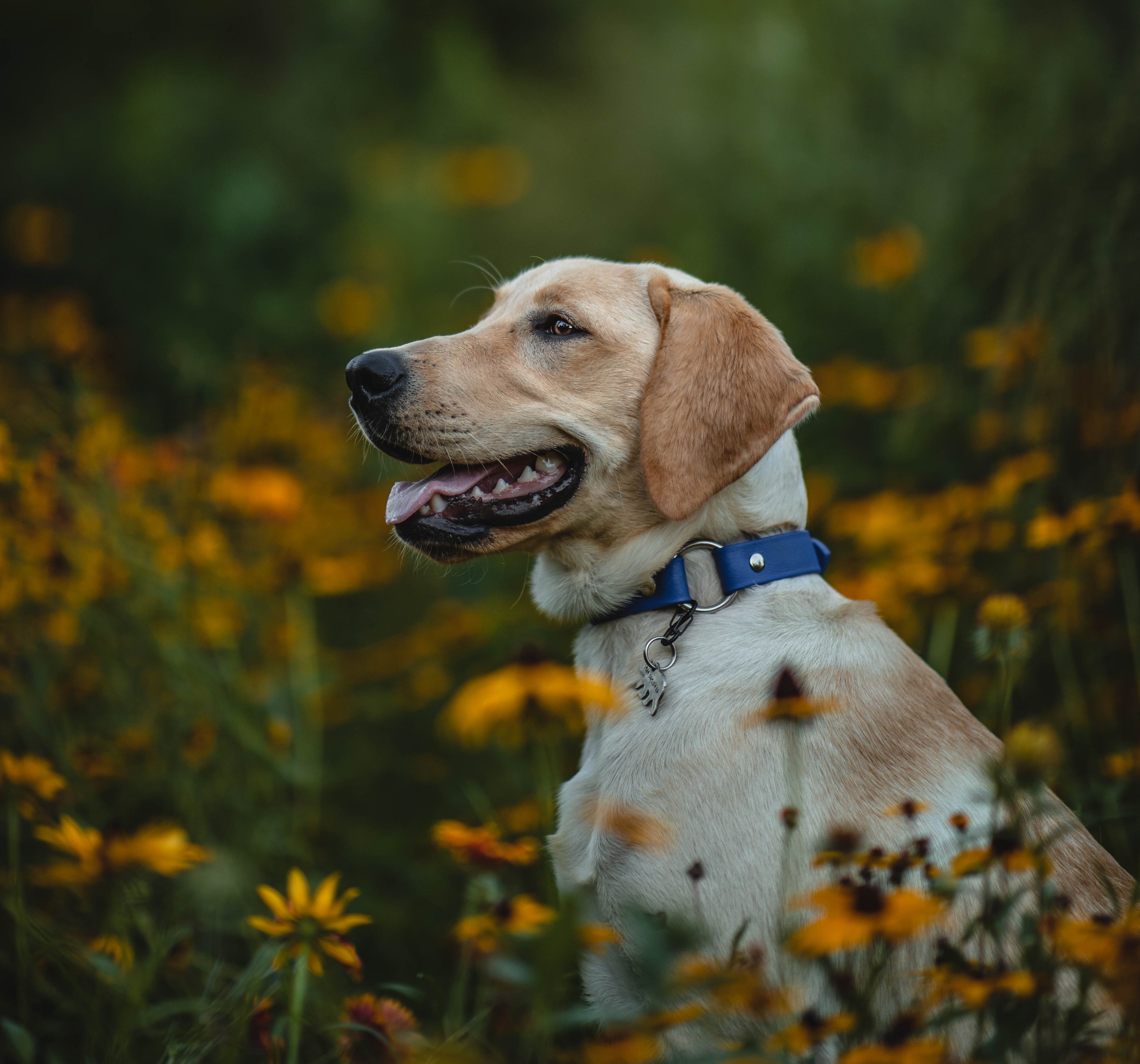 Denali Center Ring Collar