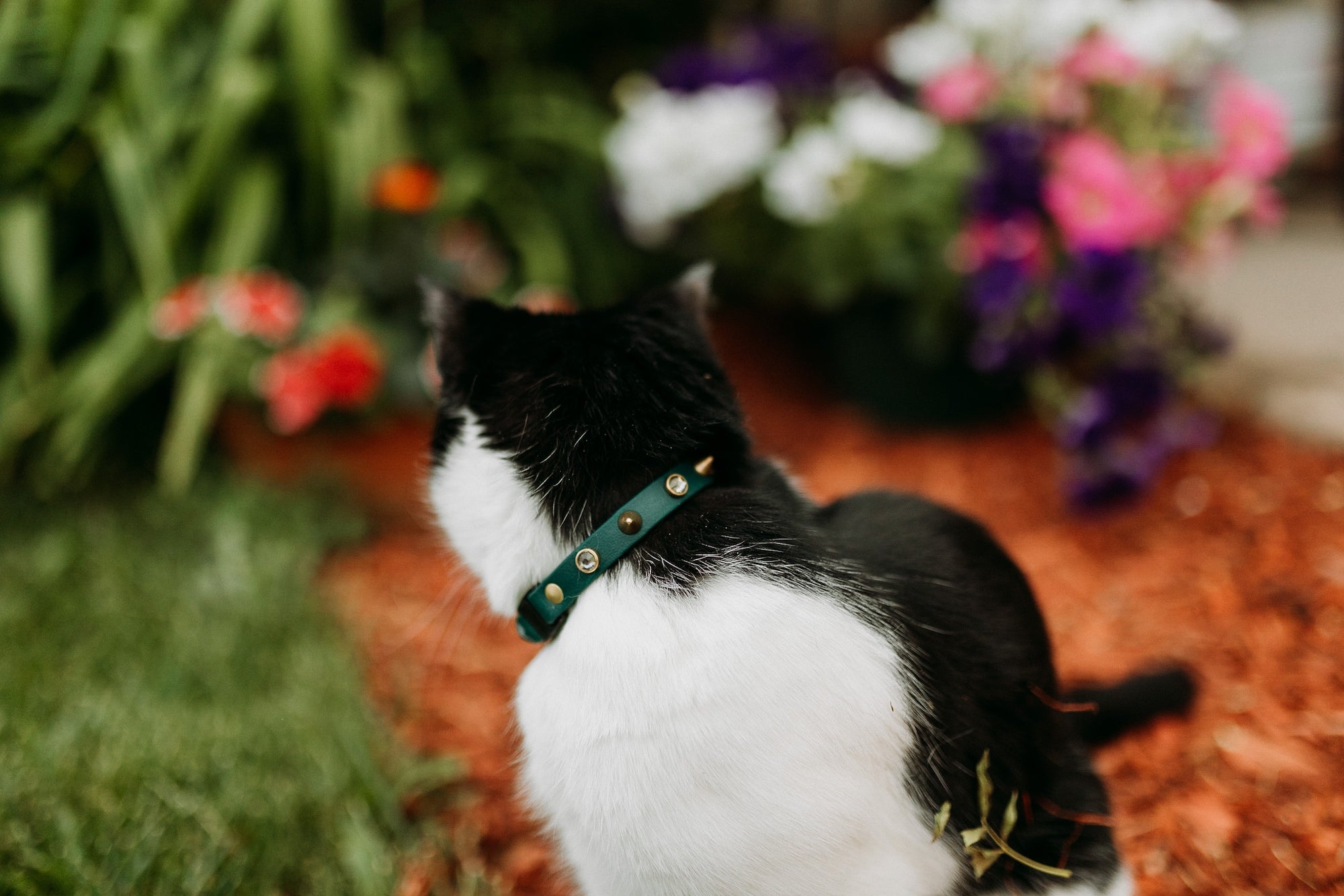 The 'Roses & Thorns' Katmai Collar