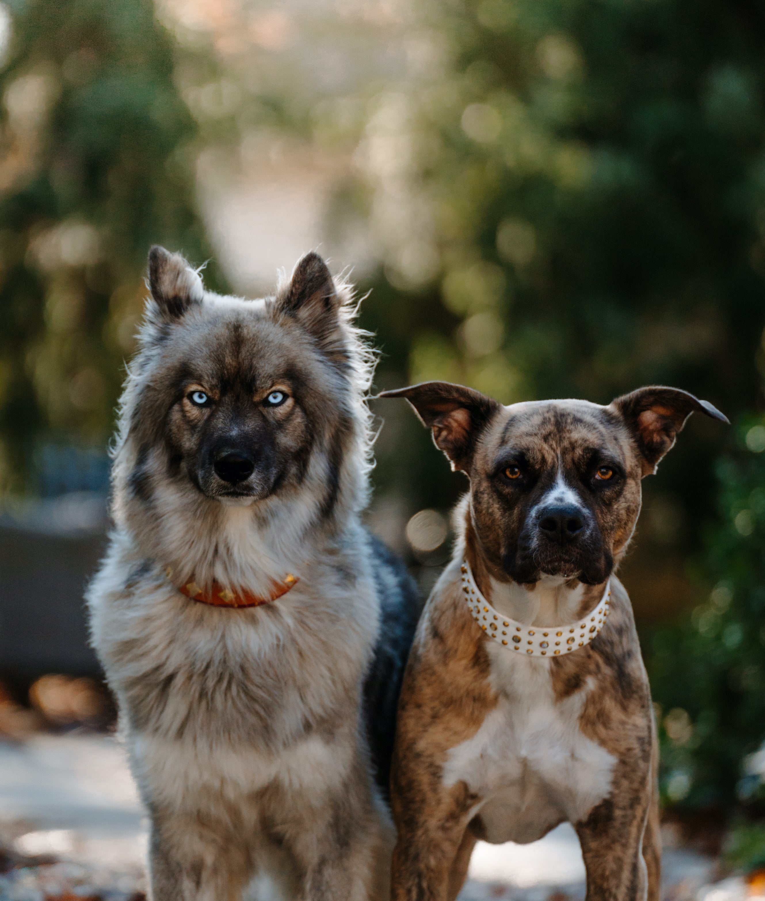The 'Solstice' Collar