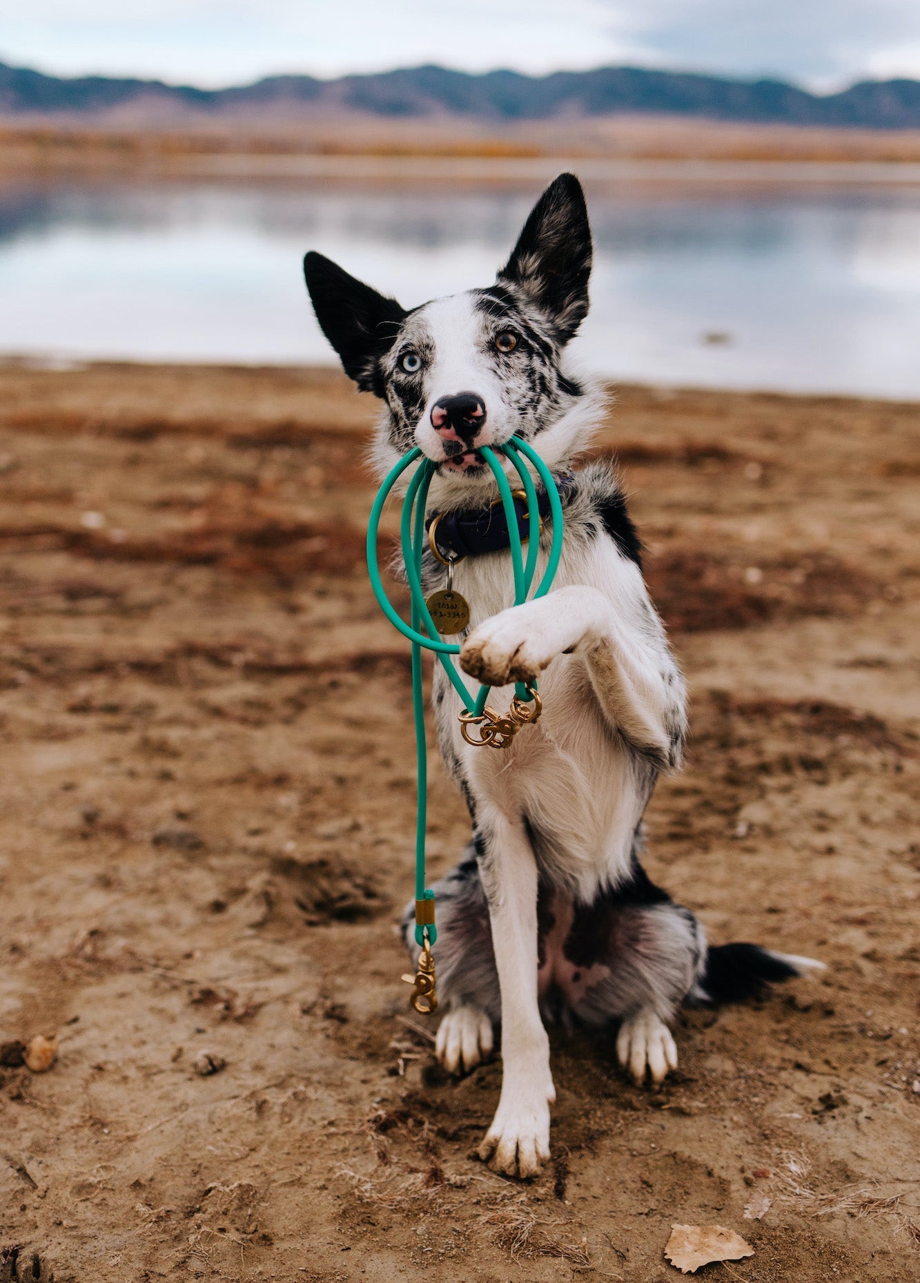 Rolled Biothane Leash (WHOLESALE - CASE OF 6)