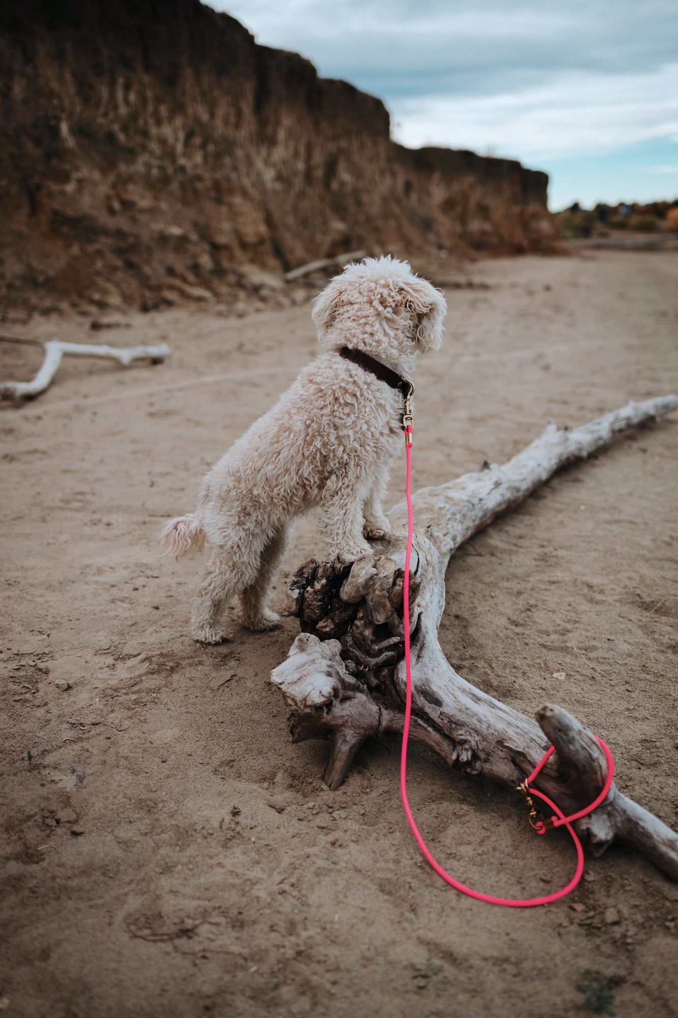 Rolled Biothane Leash (WHOLESALE - CASE OF 6)