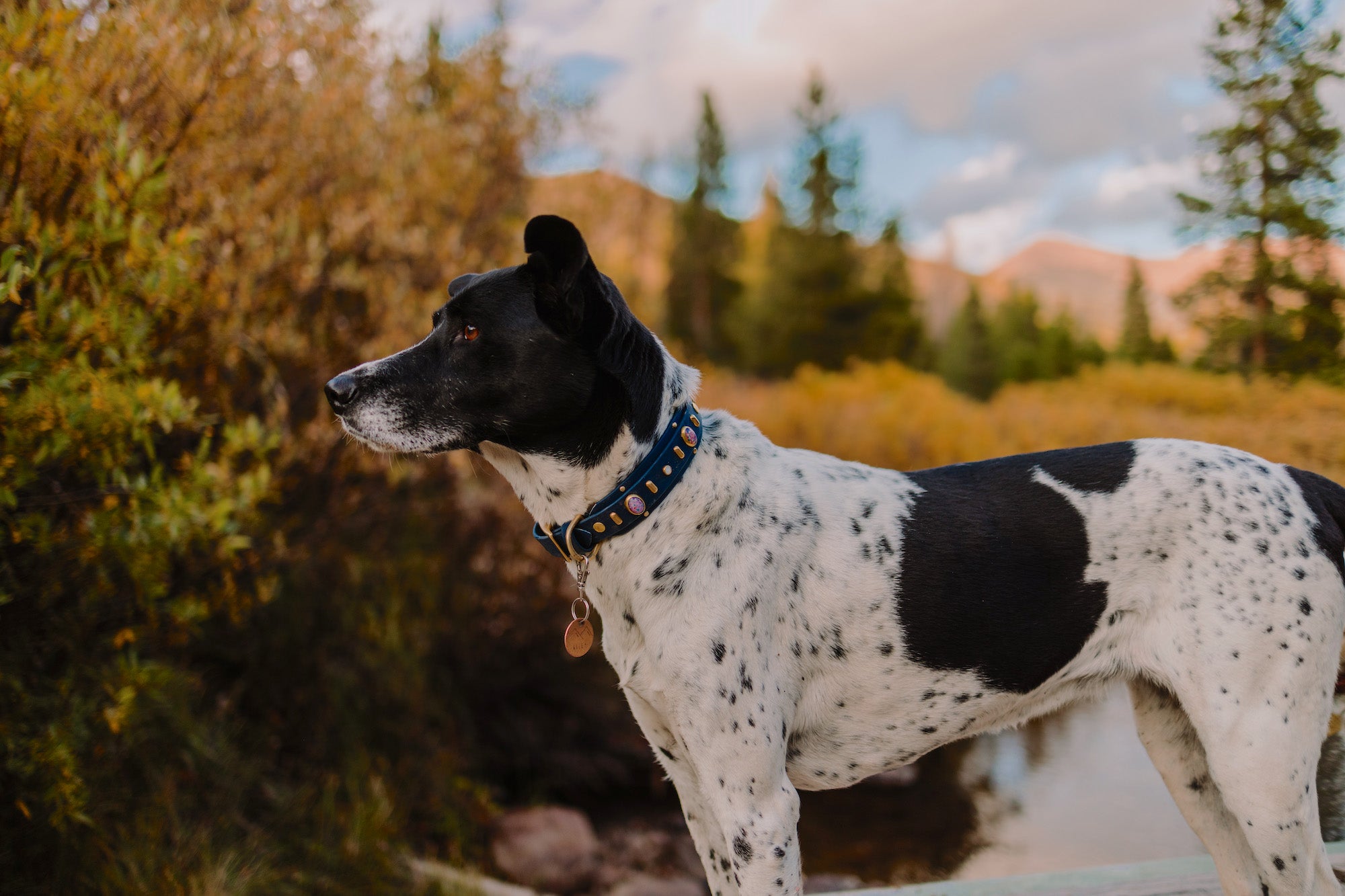 The 'Aphex' Collar