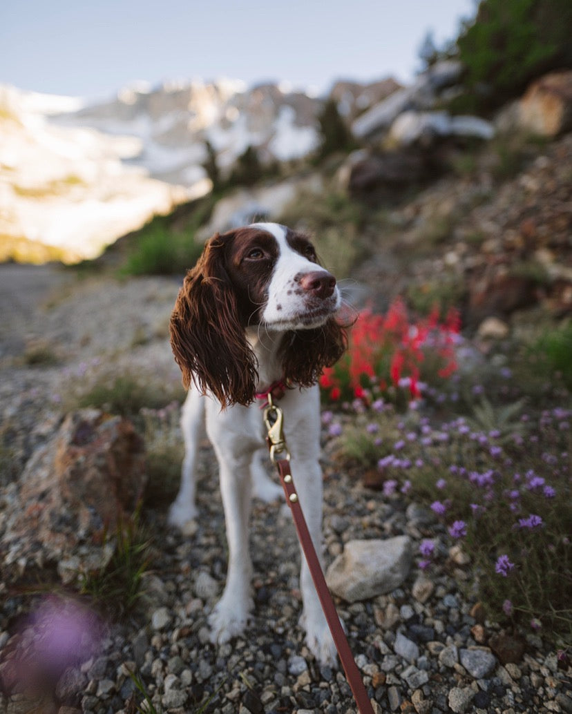 Denali Traditional Leash