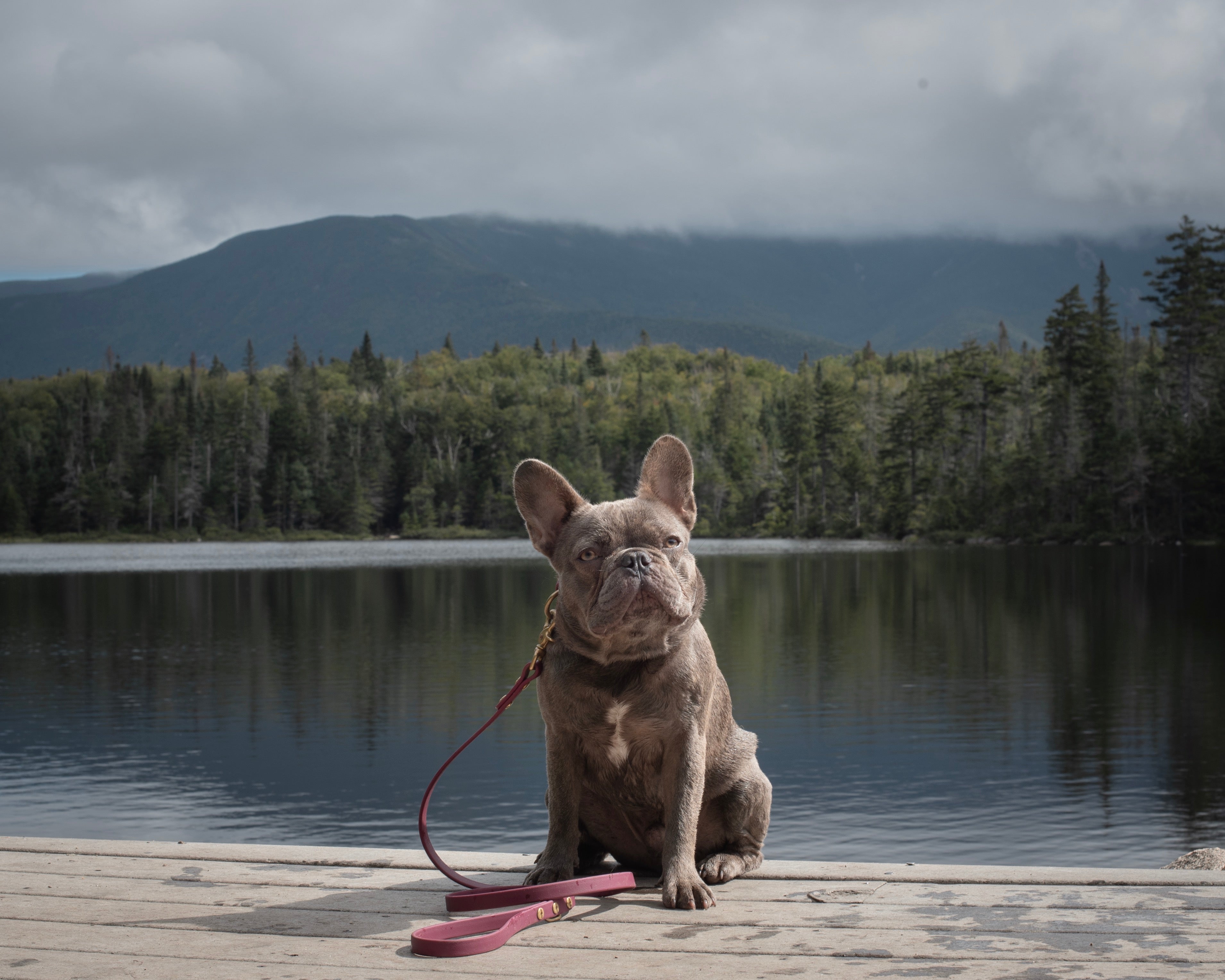 Denali Traditional Leash