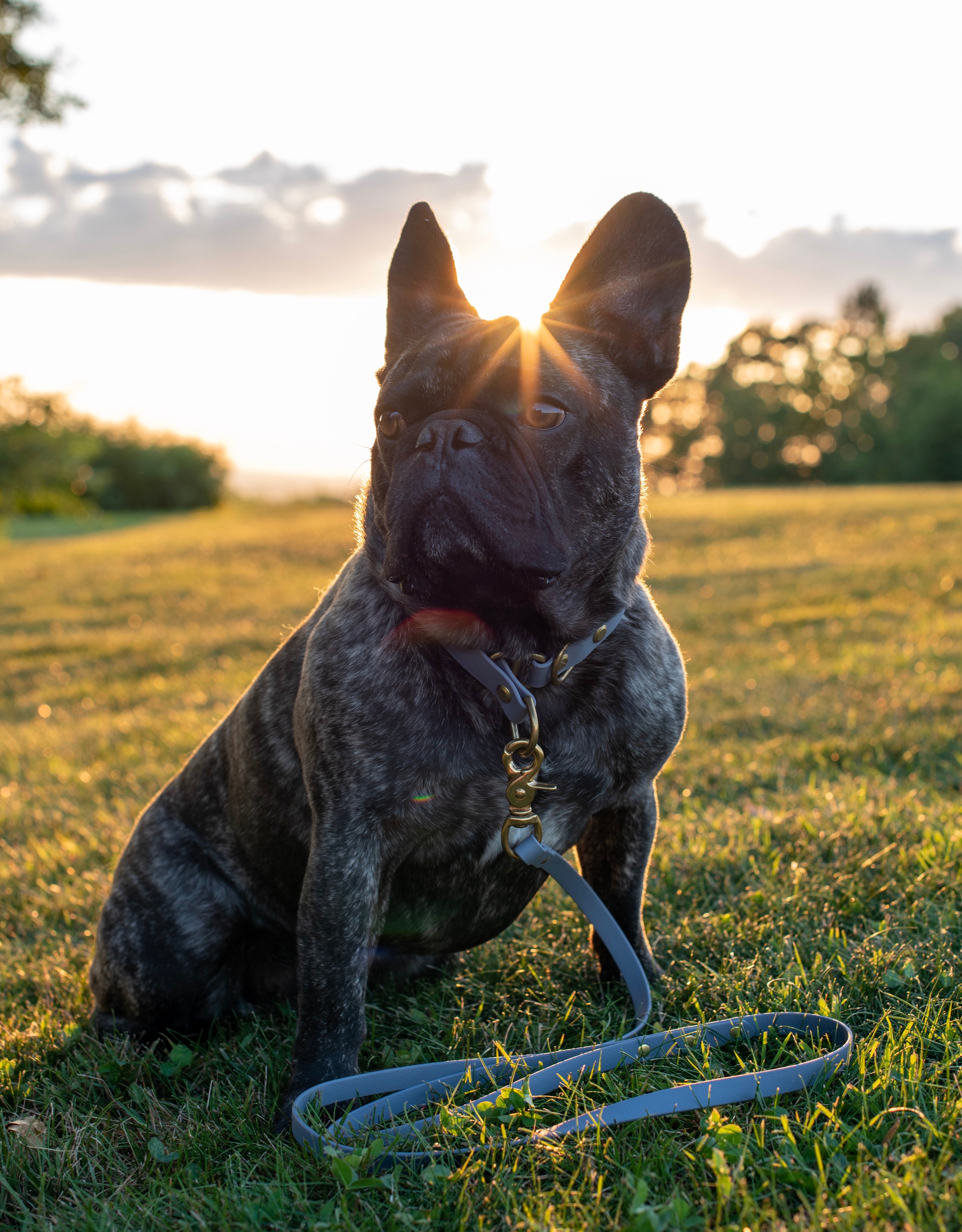 Katmai Leash