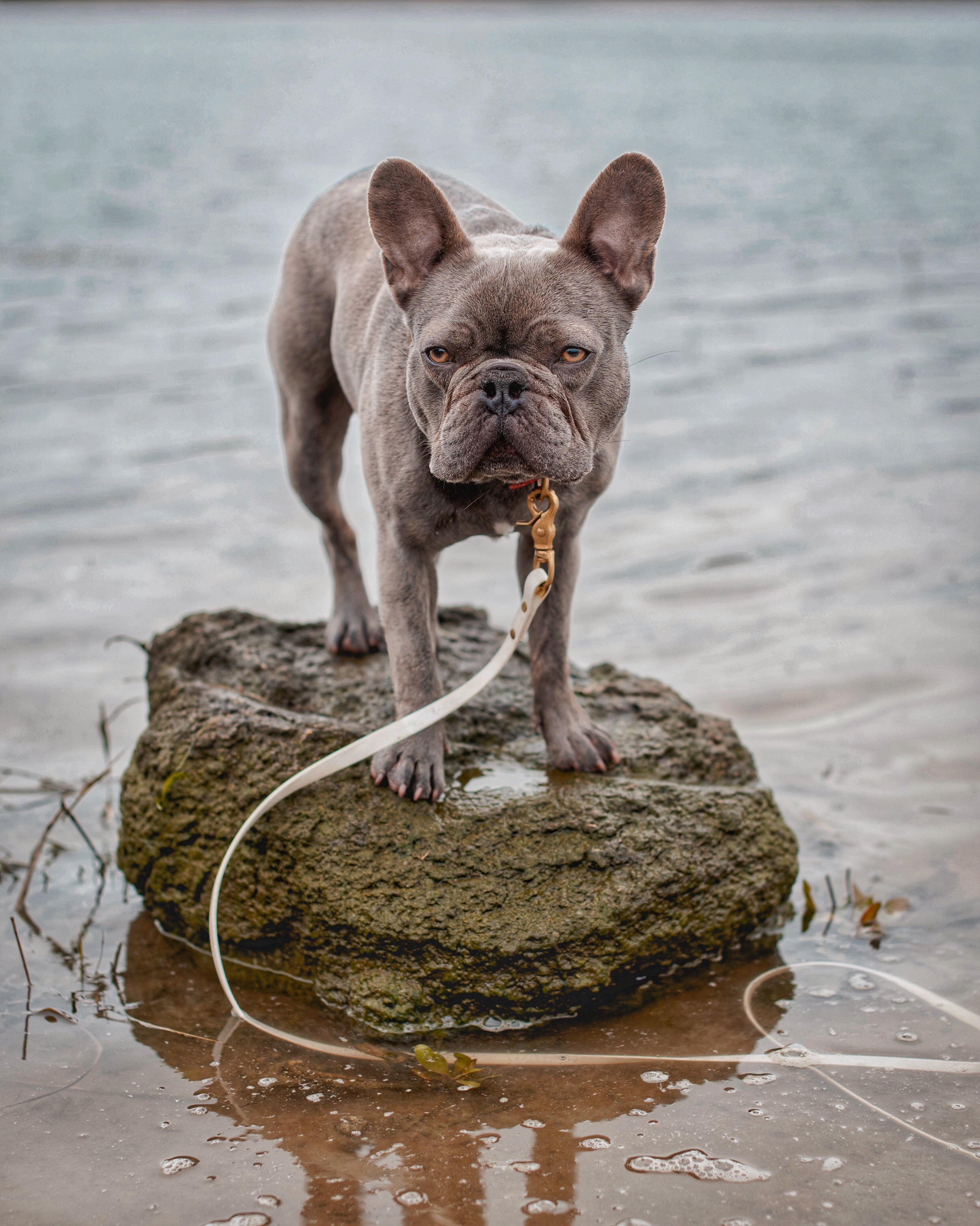 Katmai Leash