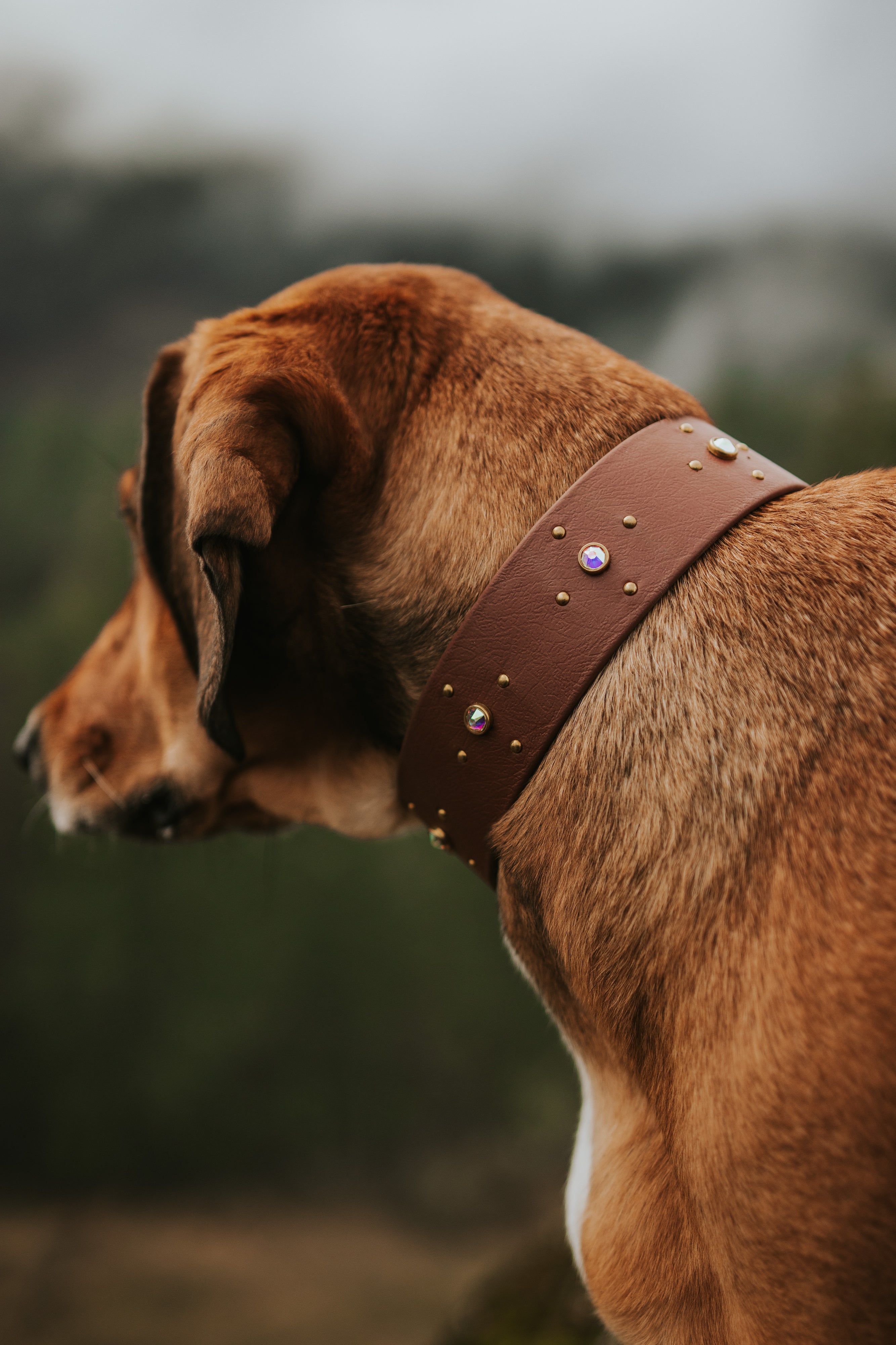 The 'Crux' Collar