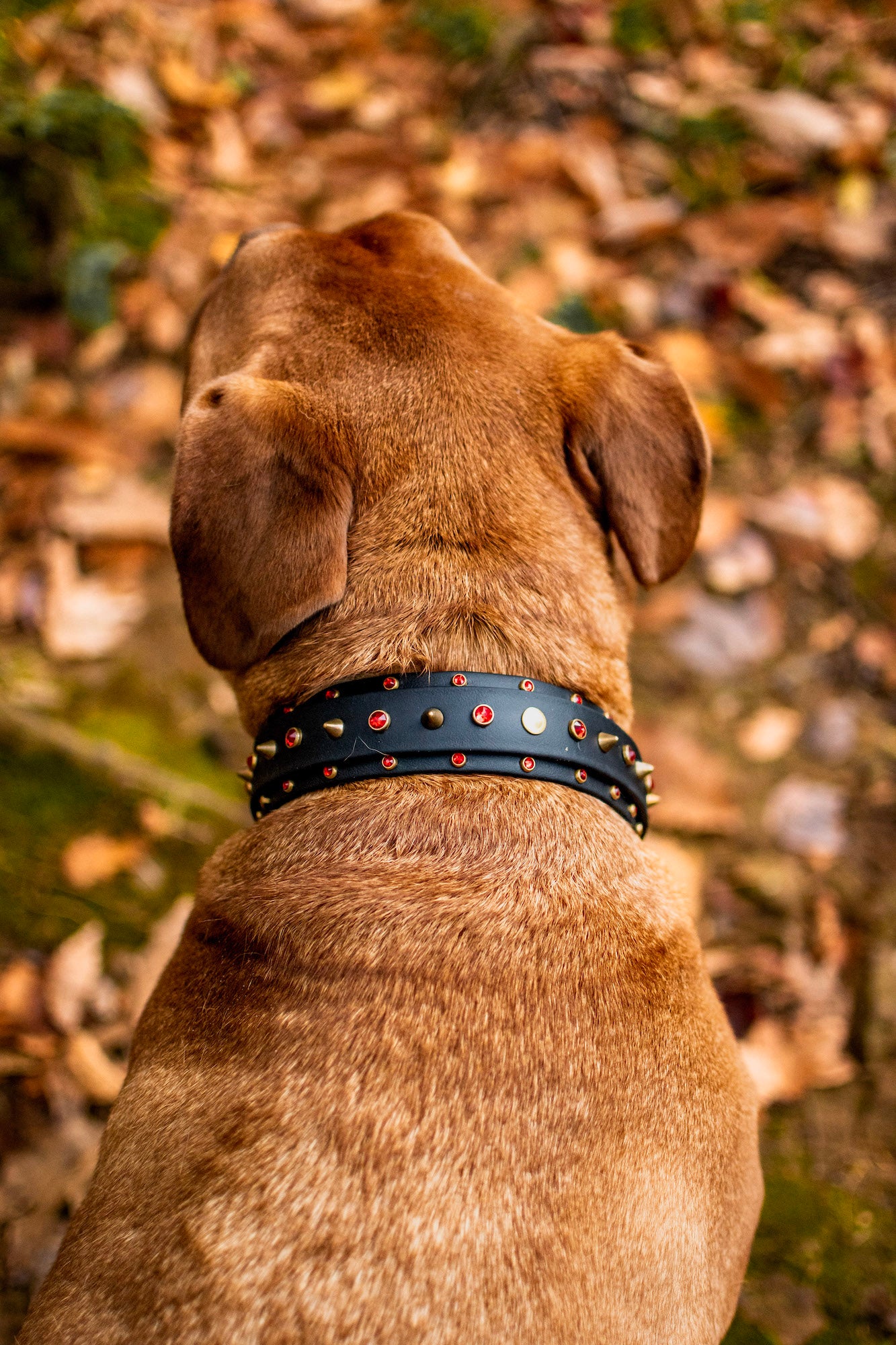The 'Roses & Thorns' Collar
