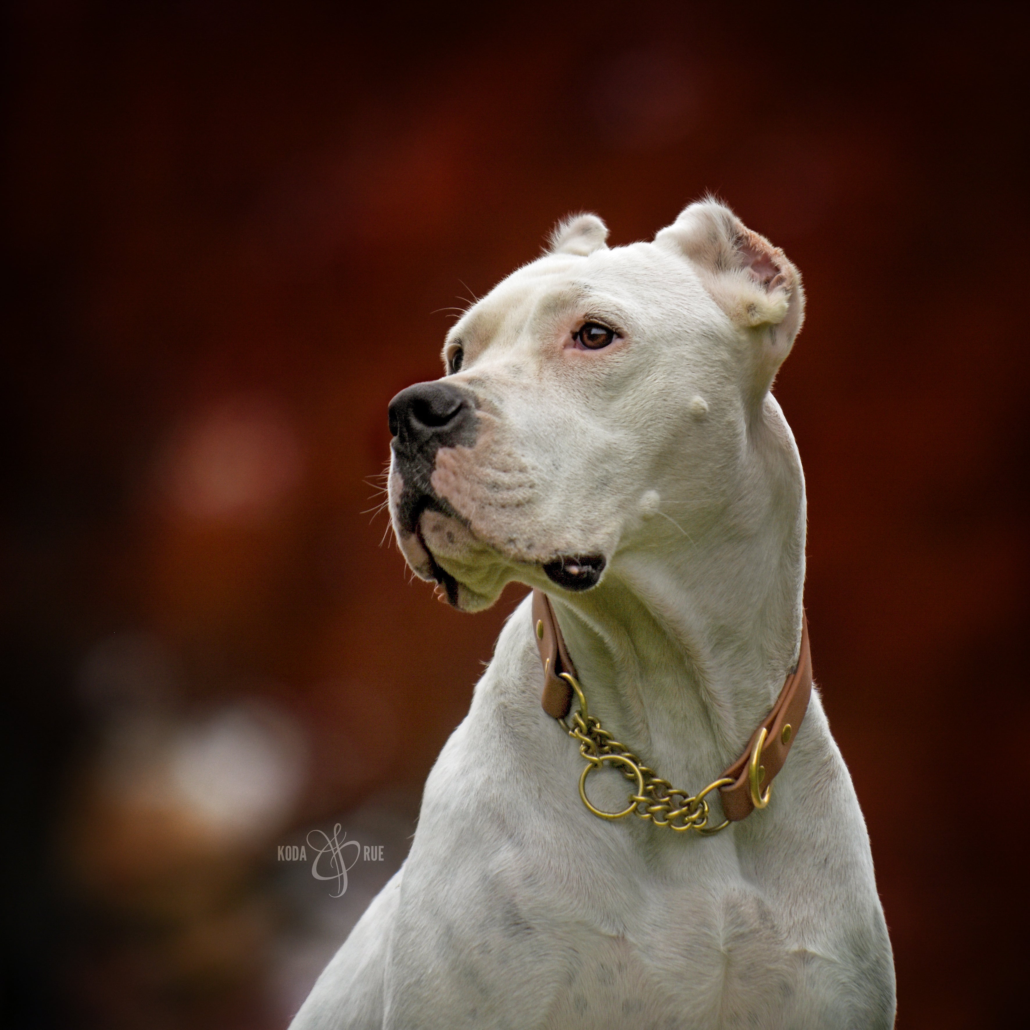 Denali Martingale Collar