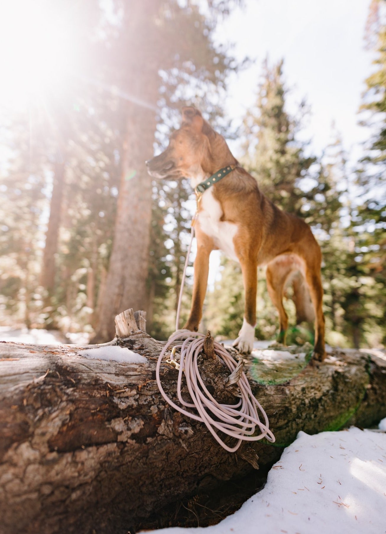 Rolled Biothane Leash (WHOLESALE - CASE OF 6)