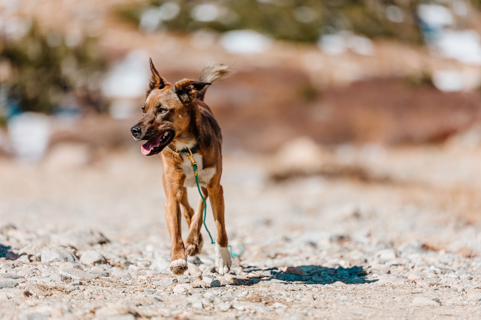 Rolled Biothane Leash (WHOLESALE - CASE OF 6)