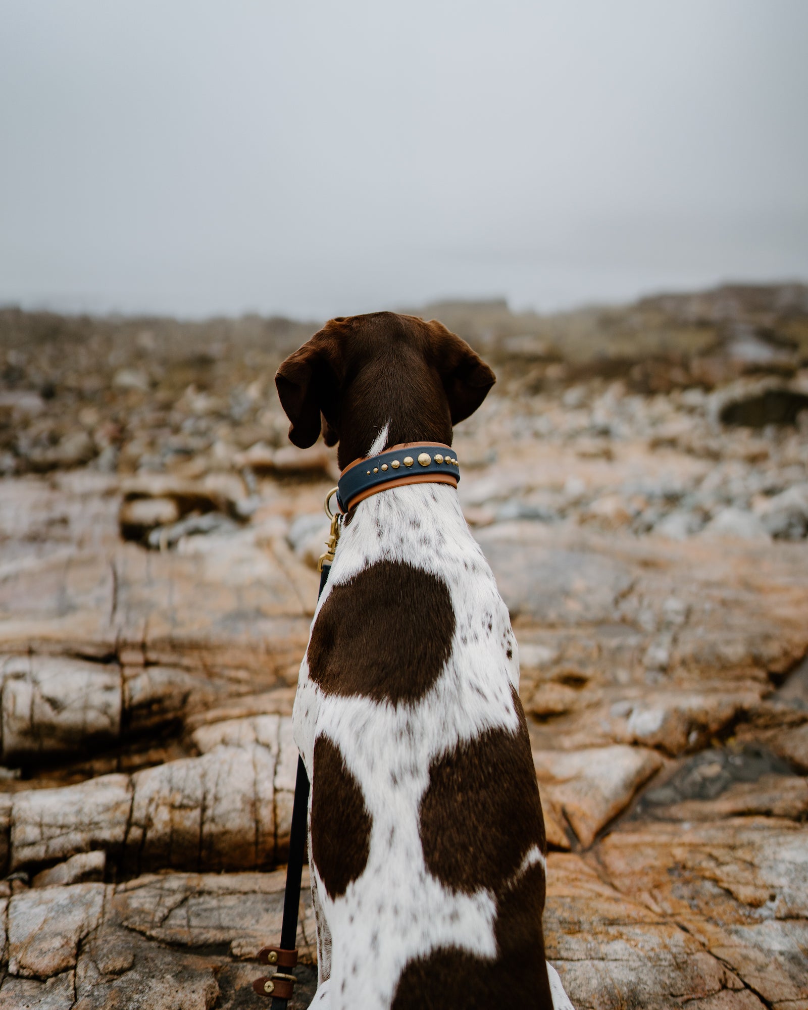 The 'Lunar' Collar