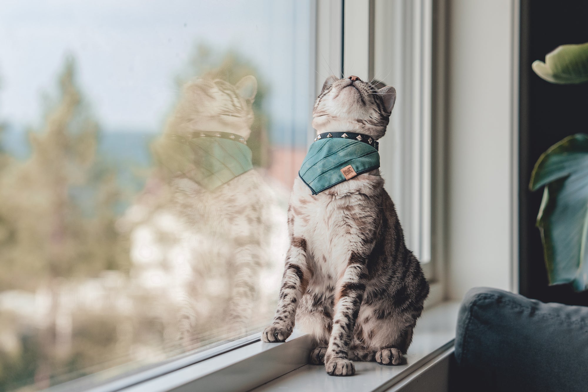 The 'Mini Zambezi' Leather Collar