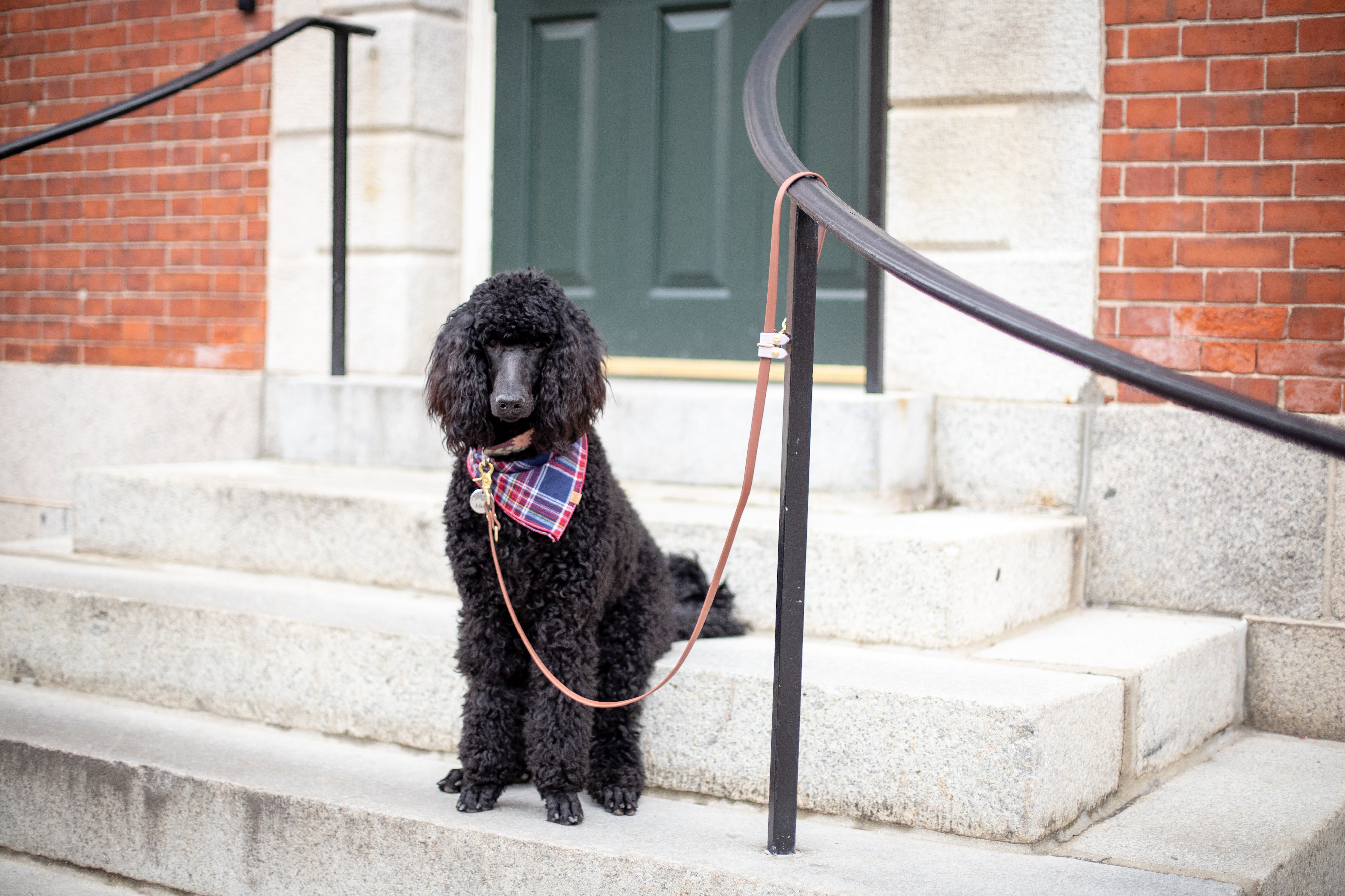 SimpleLead Multifunctional Leash