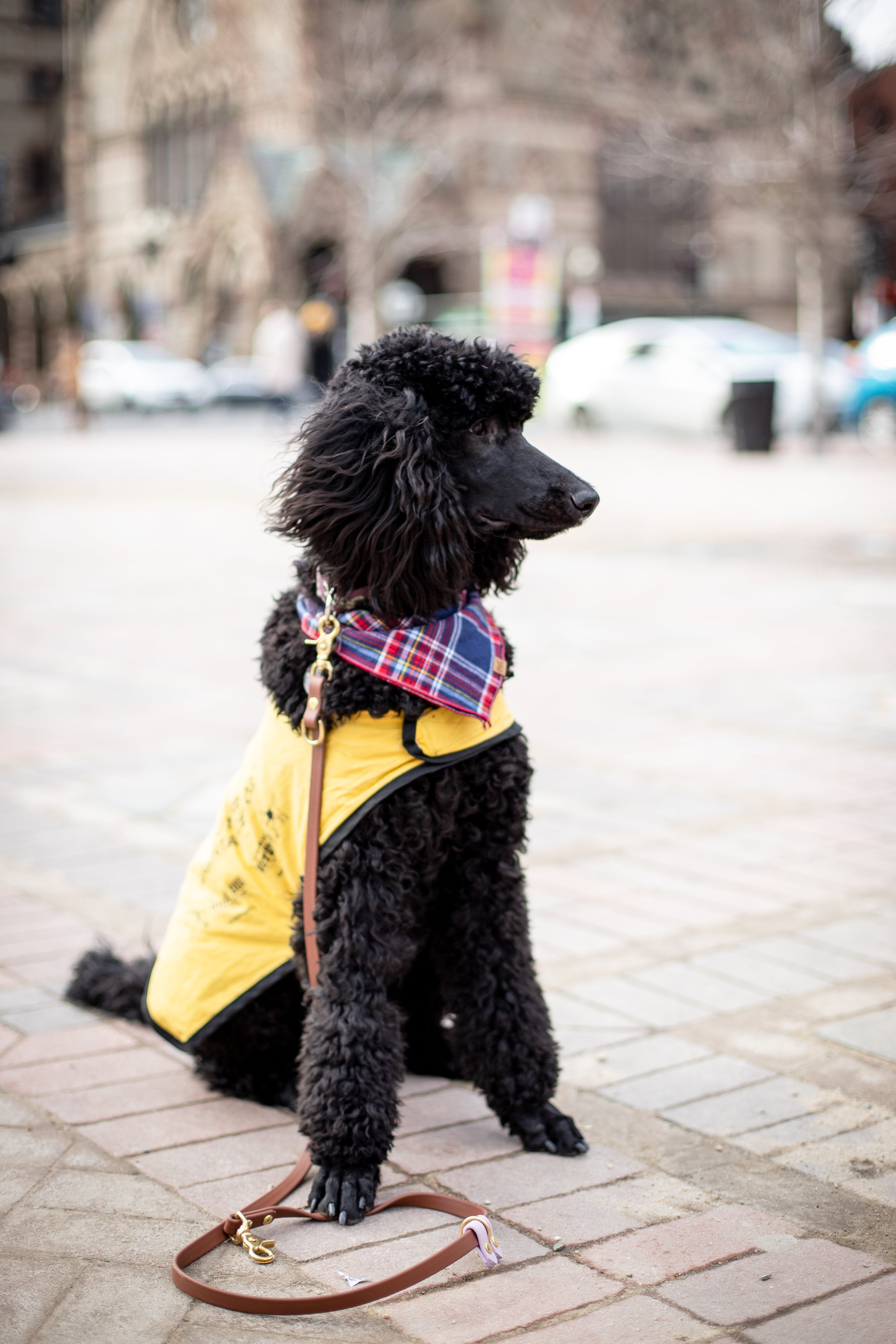 SimpleLead Multifunctional Leash