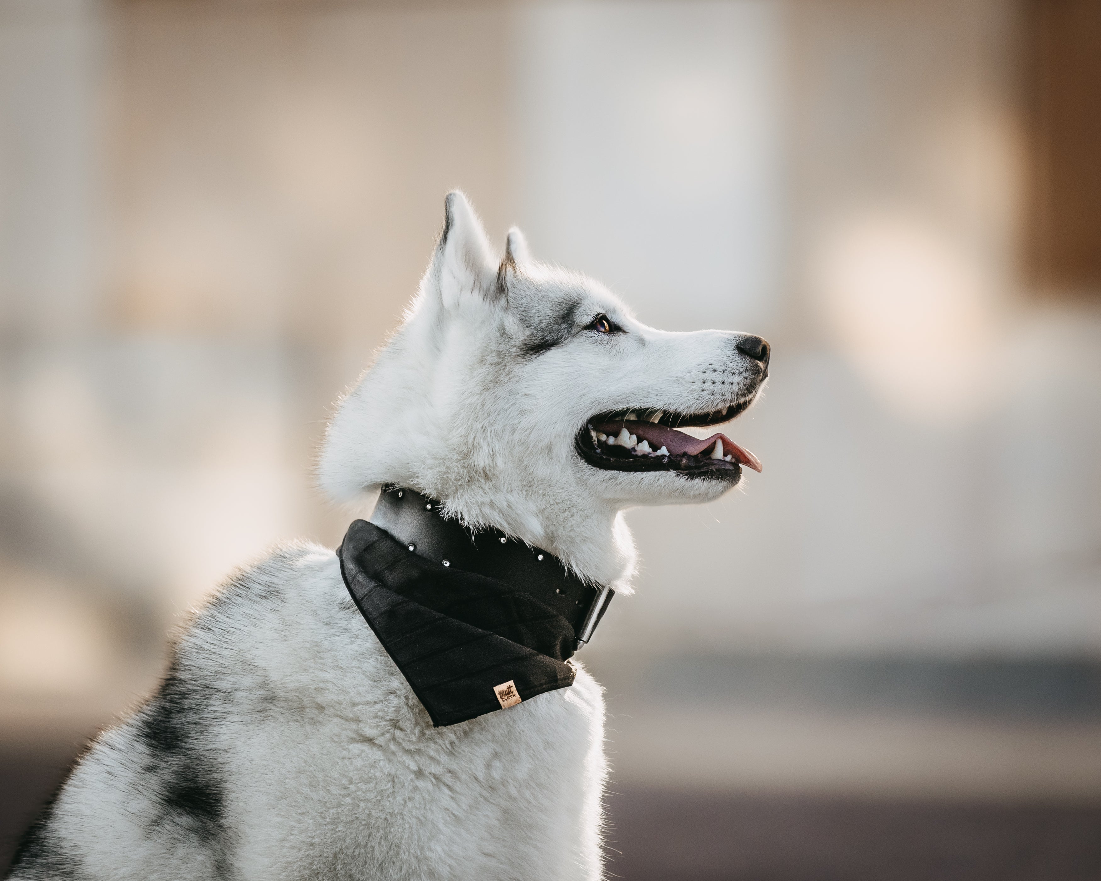 Classic Leather Collar with Border Option