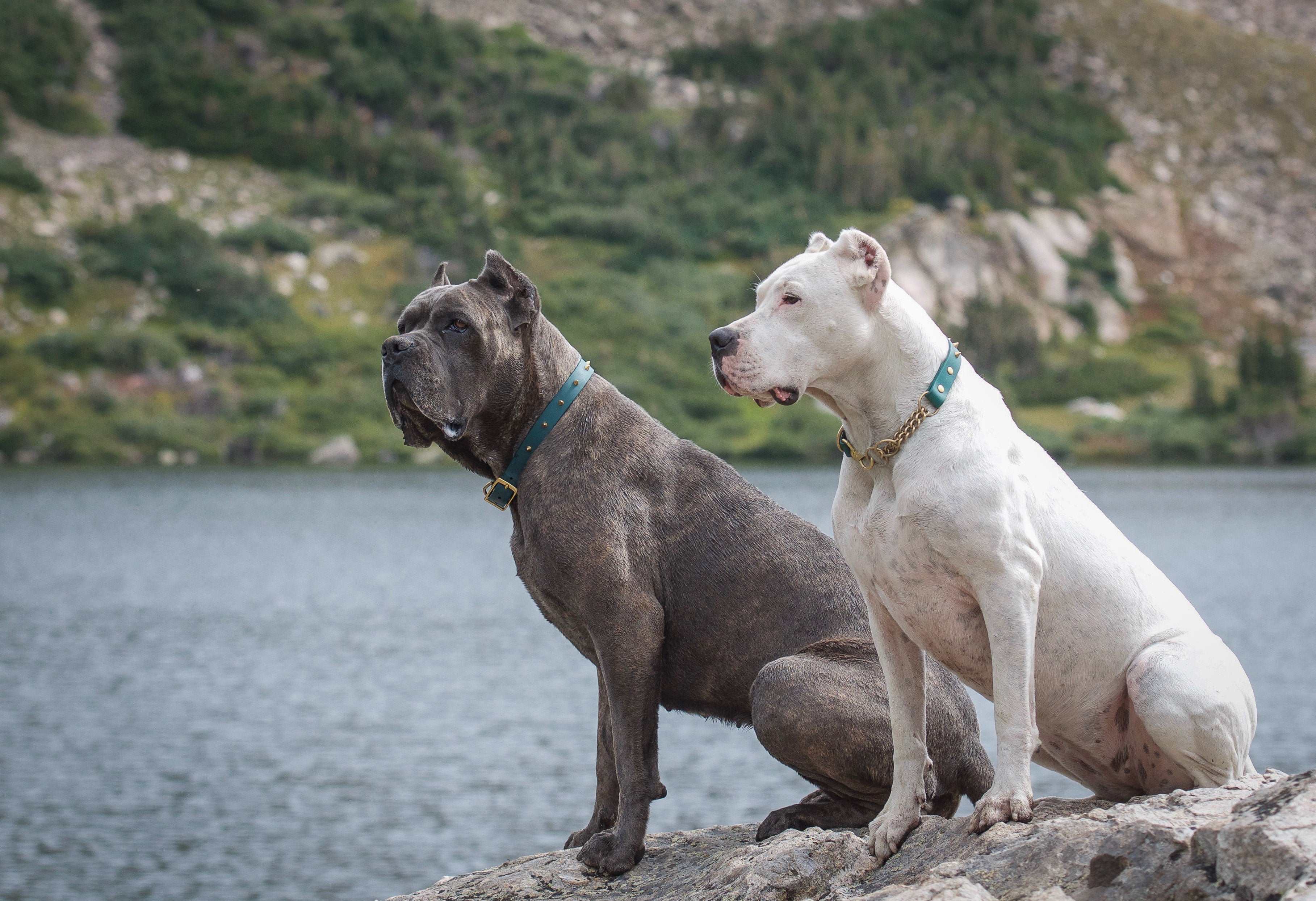 The 'Winston' Collar