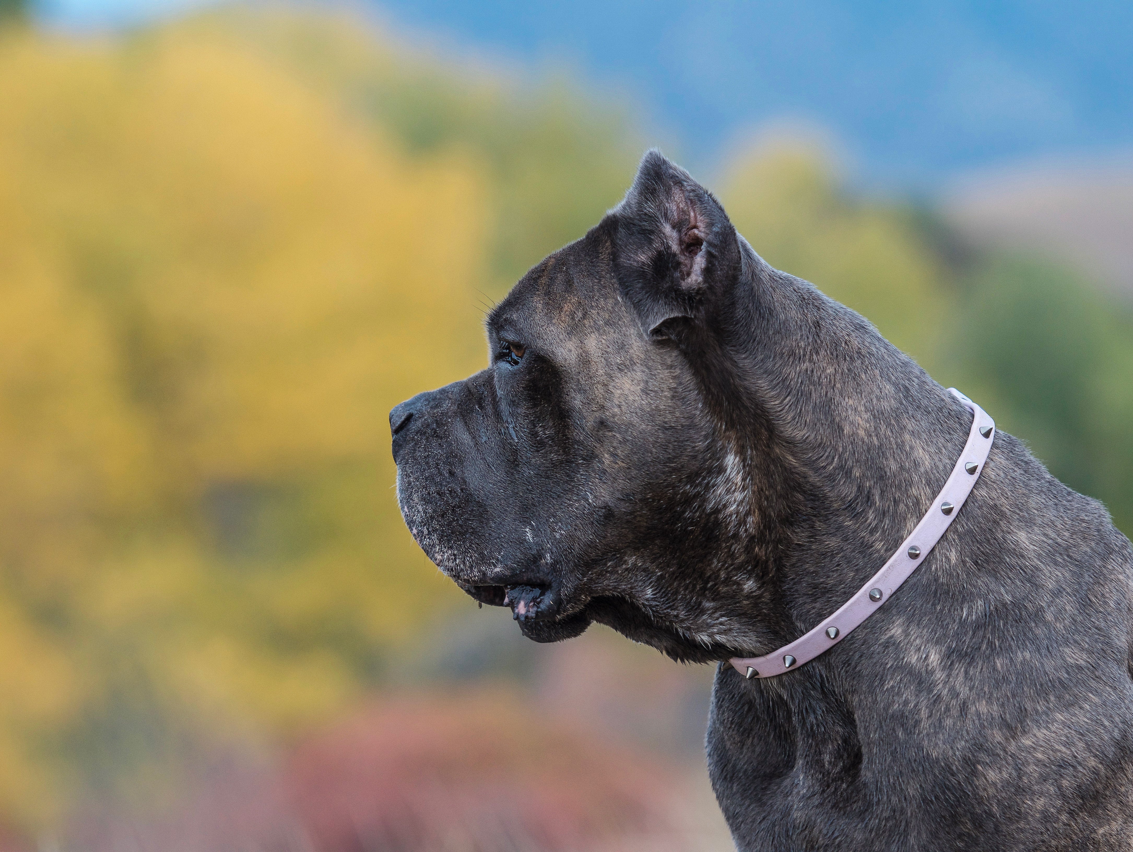 Winston House Collar