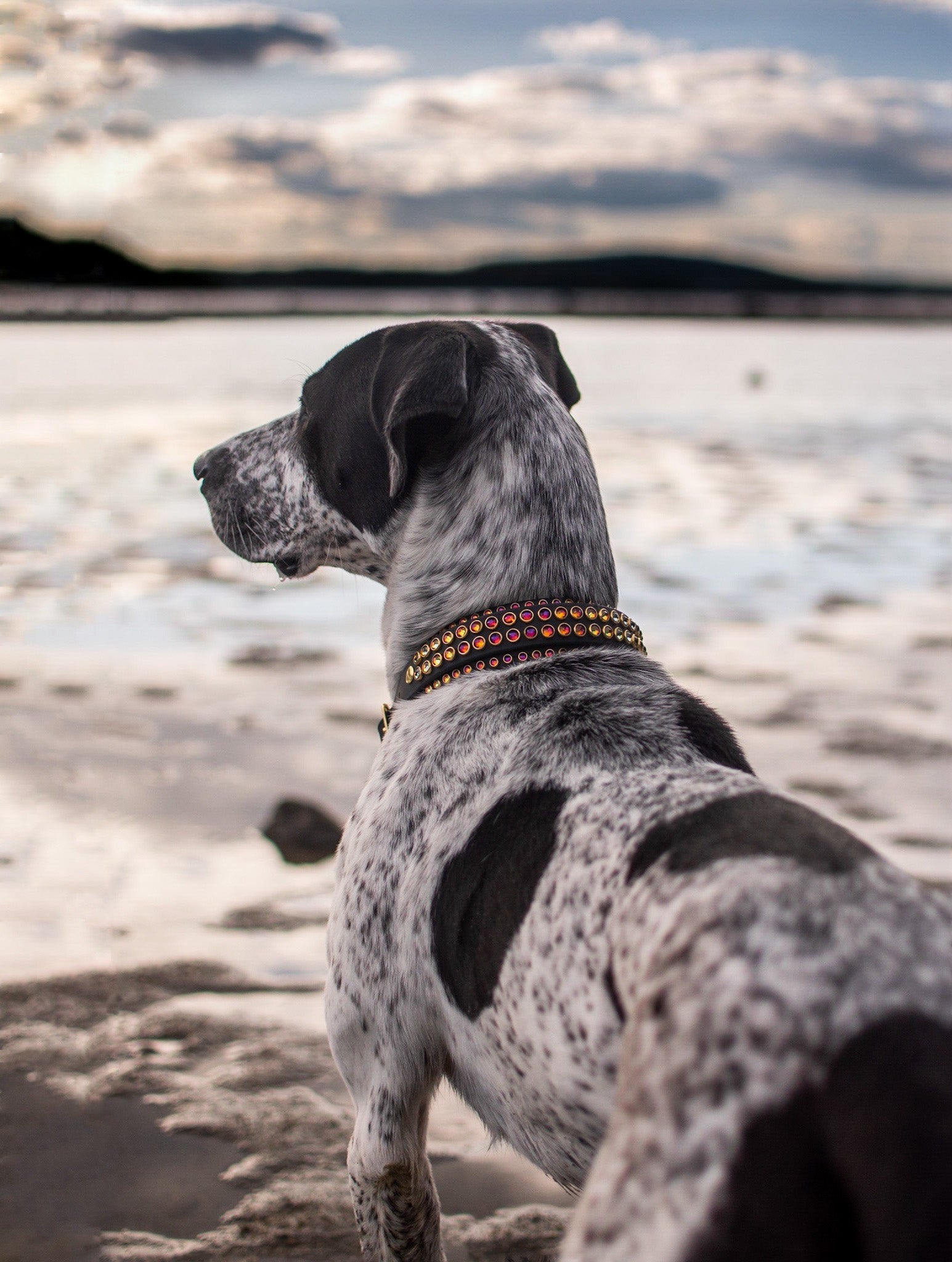 The 'Lorelei' Collar