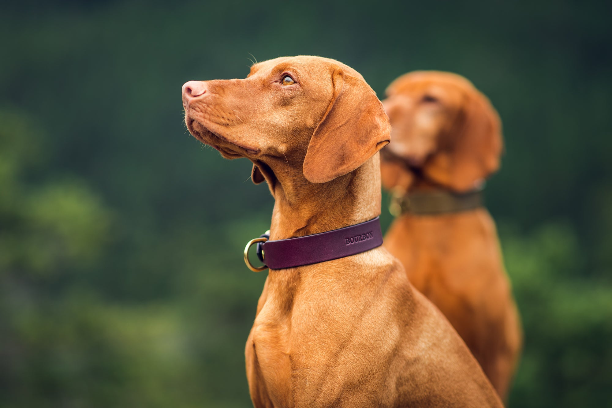 Classic Leather Buckle Collar