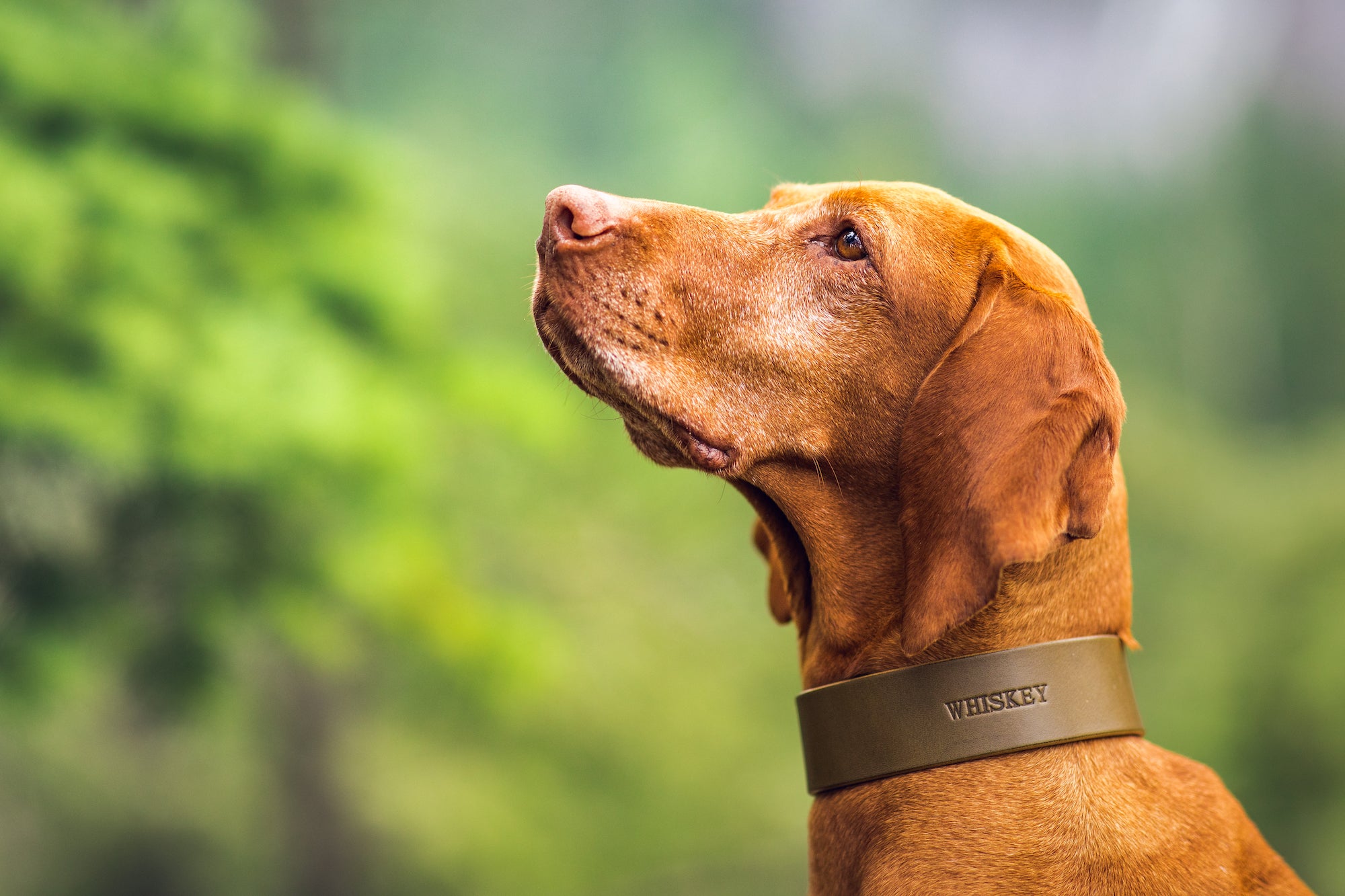 Classic Leather Buckle Collar