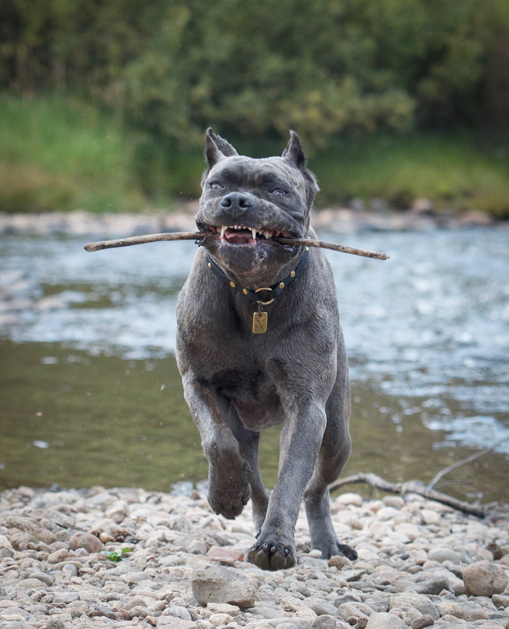 Zambezi House Collar