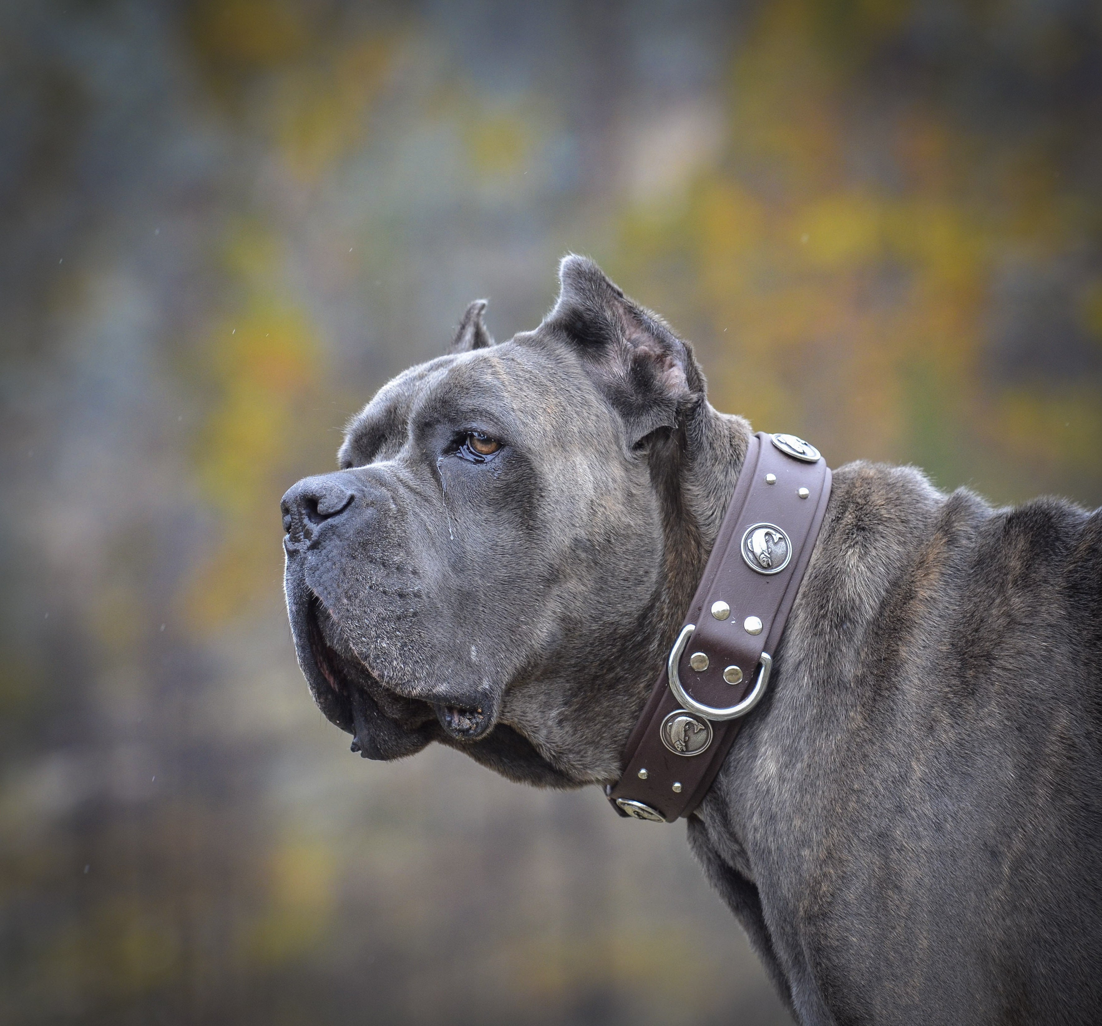 'Massif Concho' Double Layer Collar