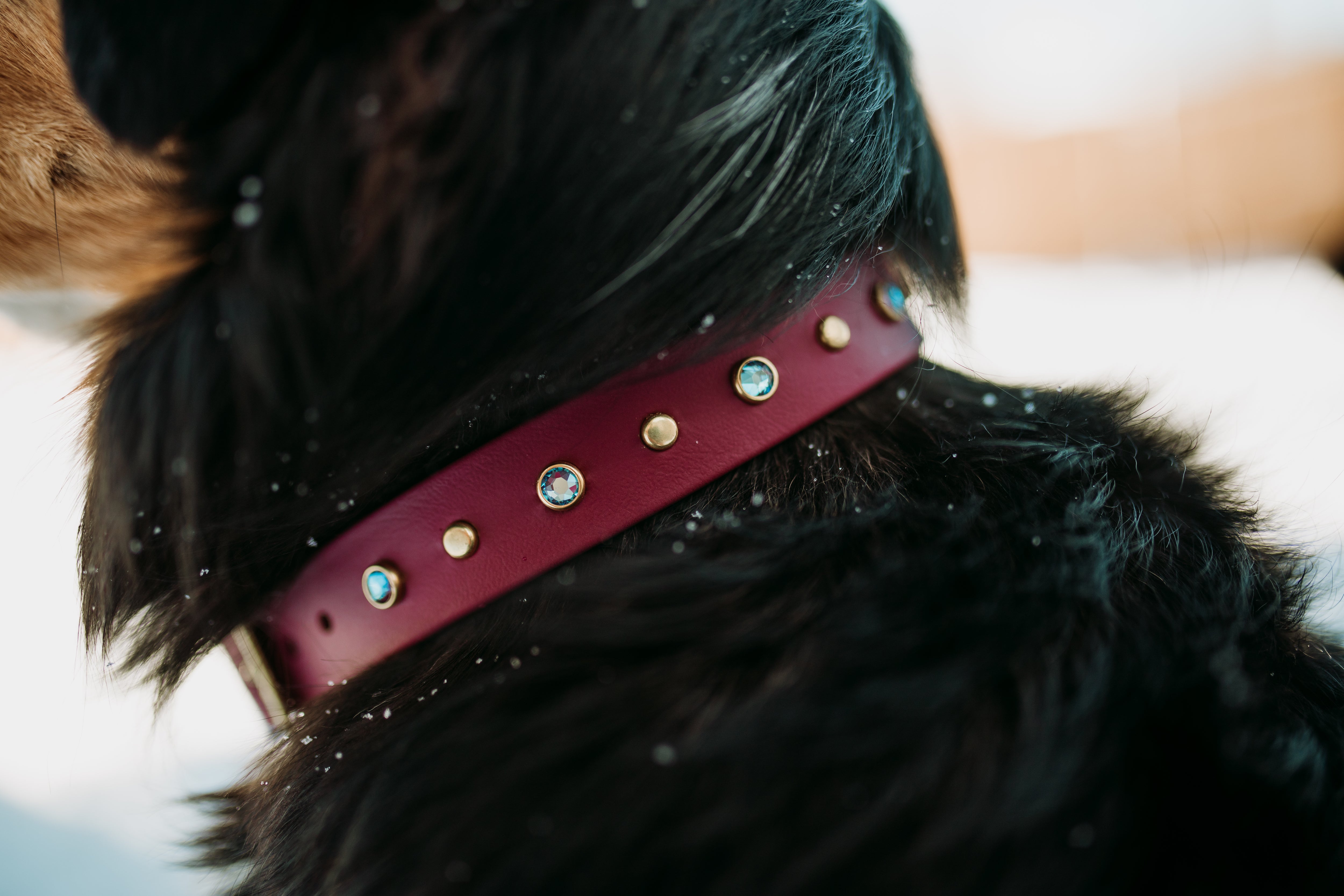 The 'Lucy in the Sky' Collar