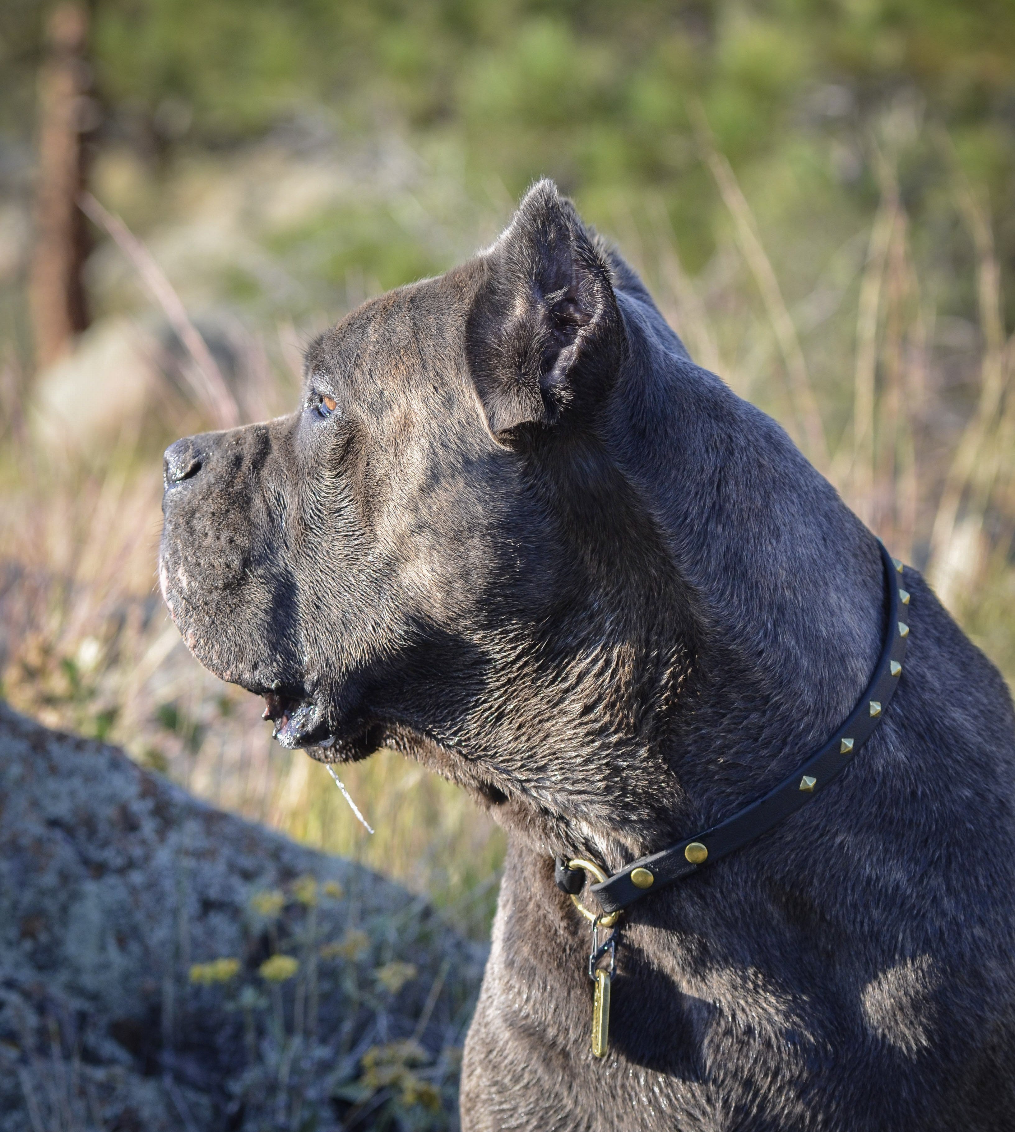 Zambezi House Collar