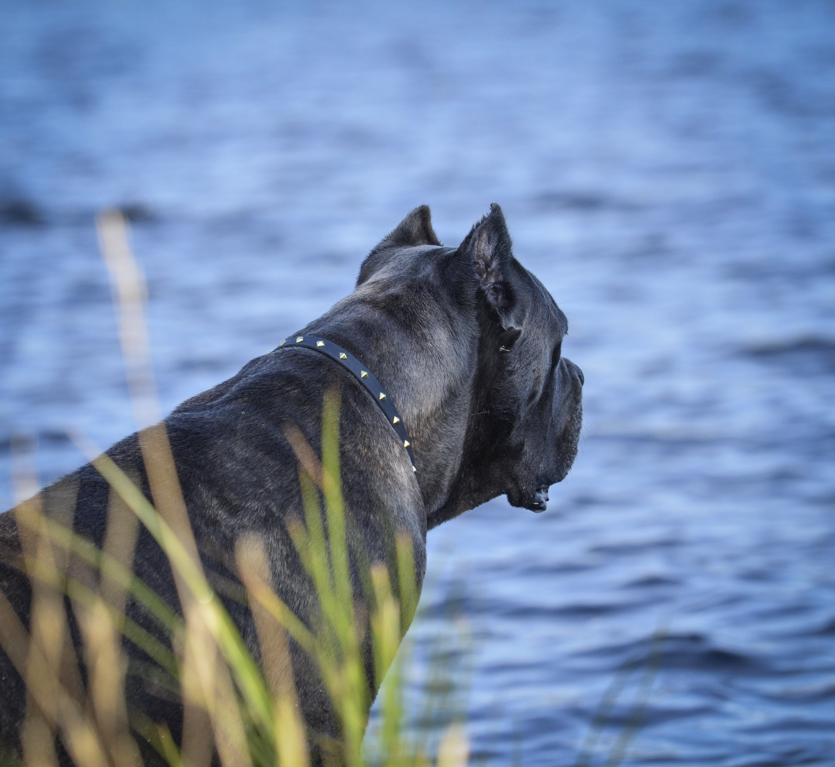 Zambezi House Collar