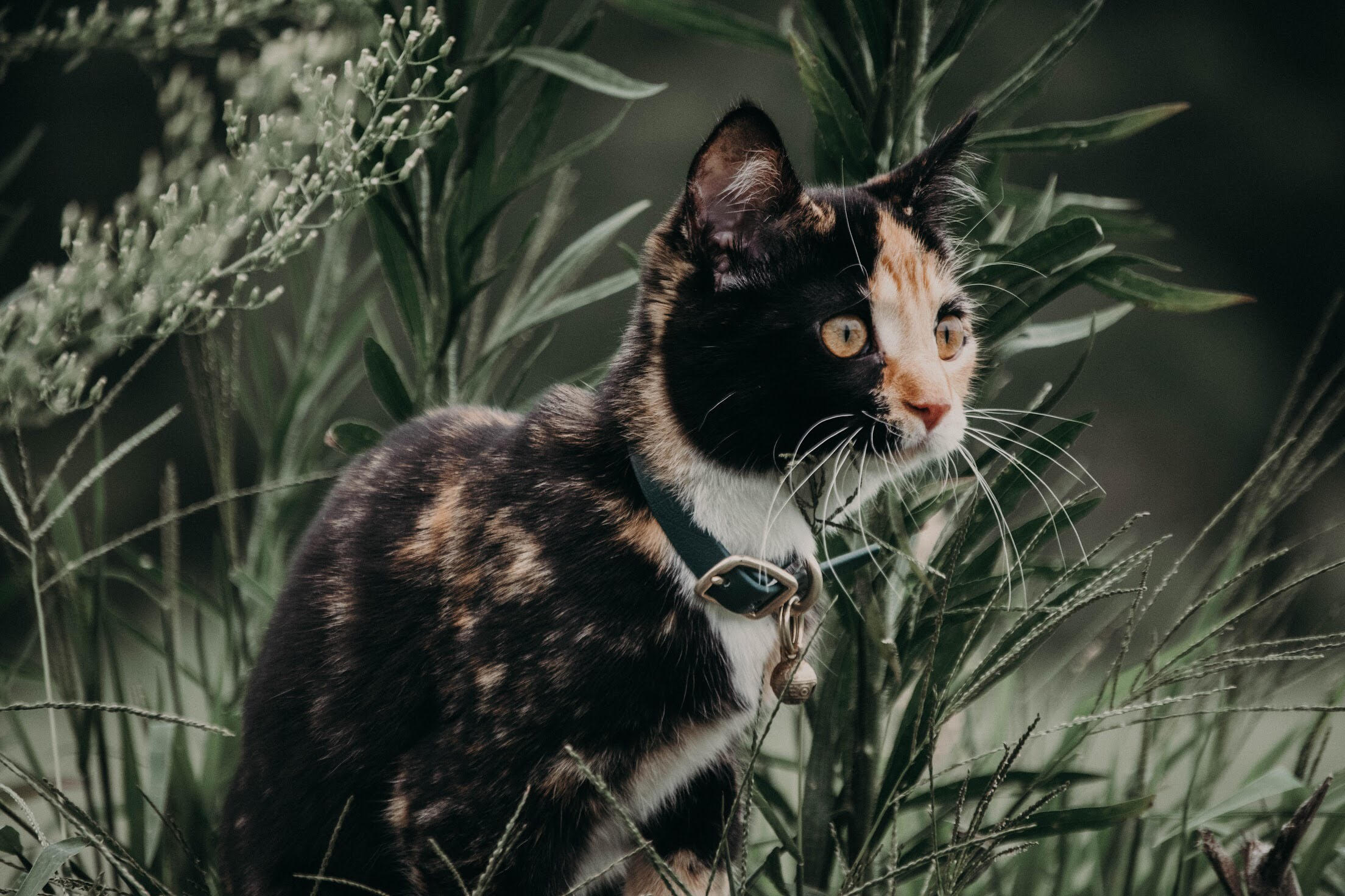 Katmai Collar