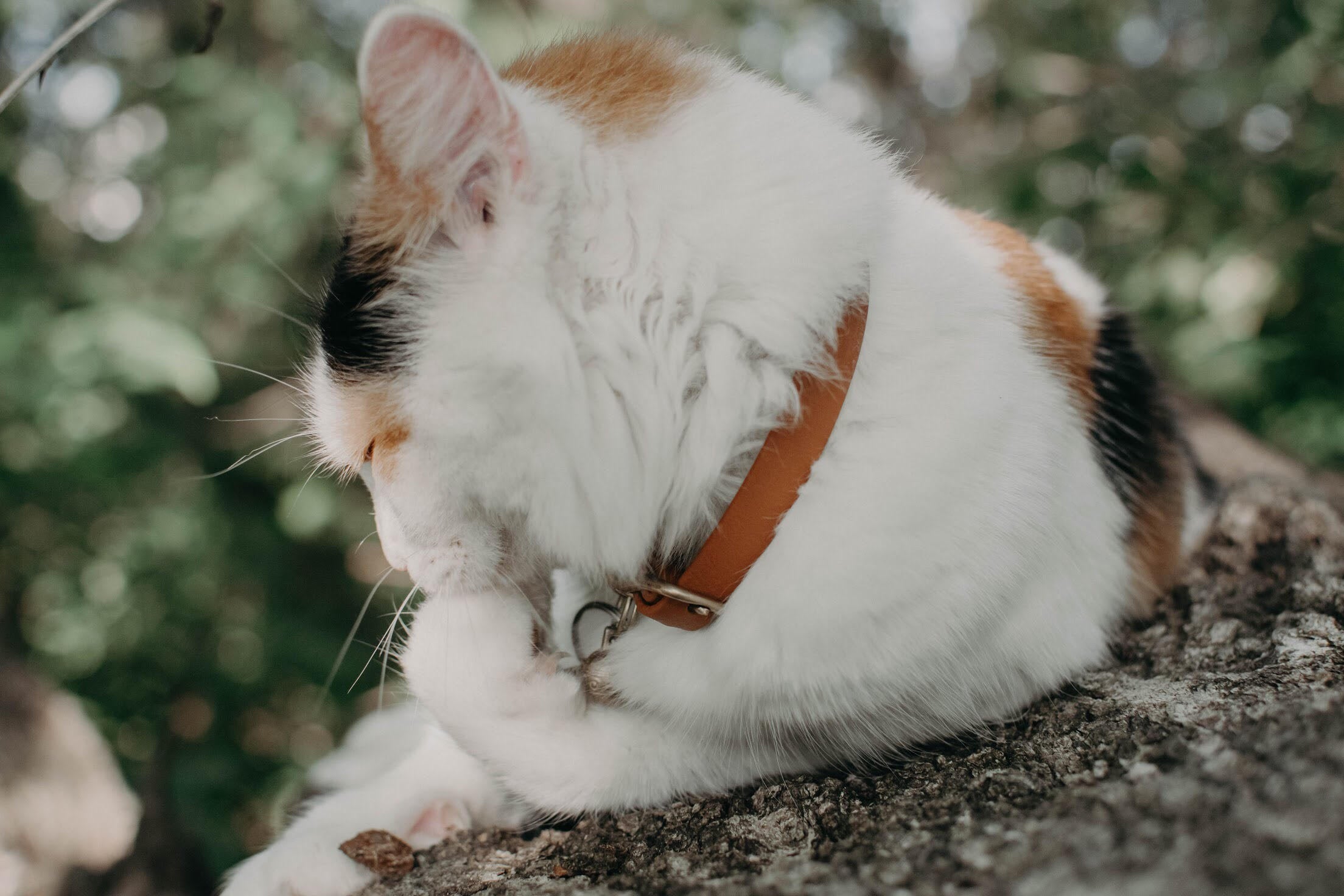 Katmai Collar