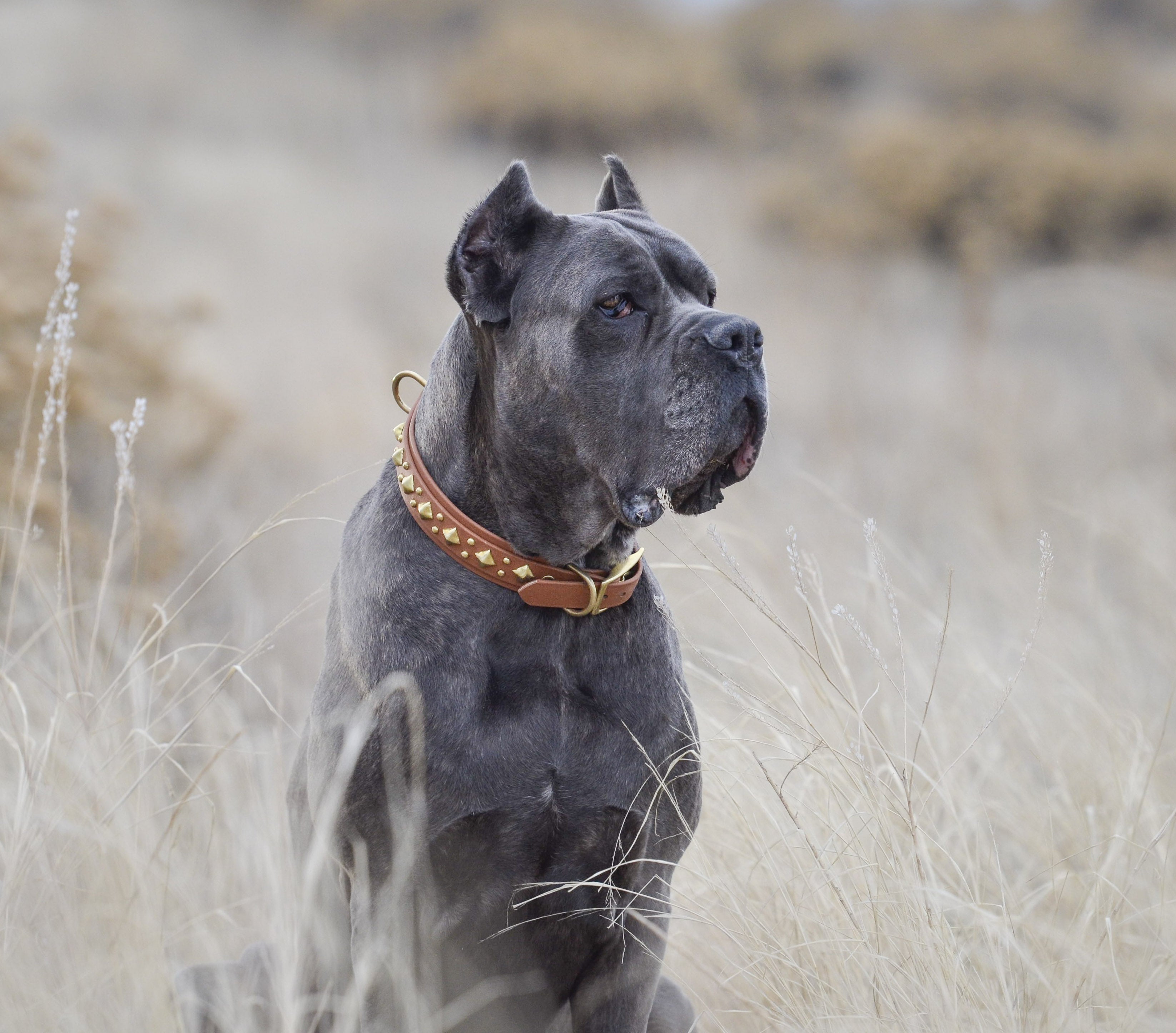 The 'Glacial Diamond' Collar