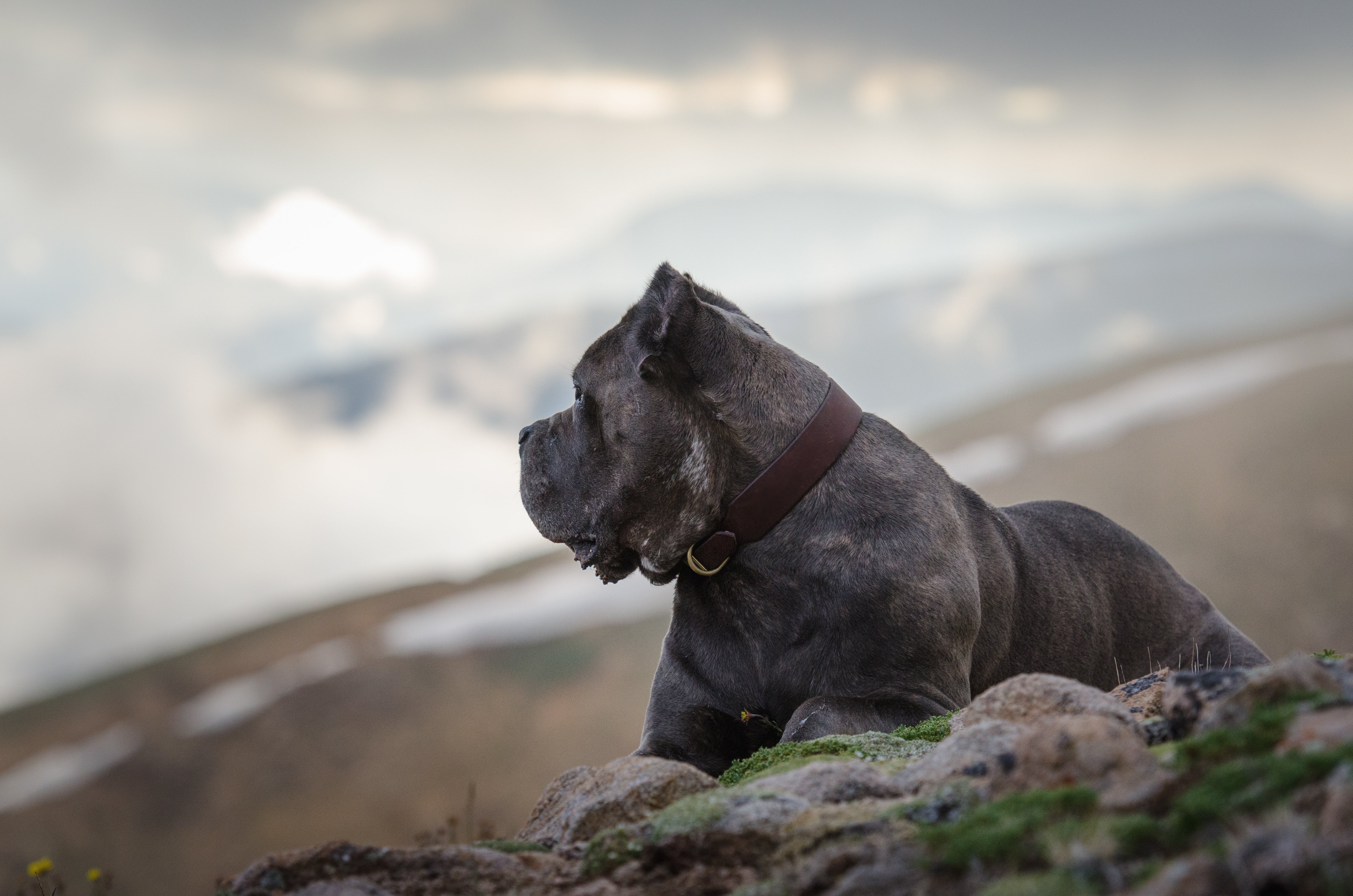 Classic Leather Buckle Collar