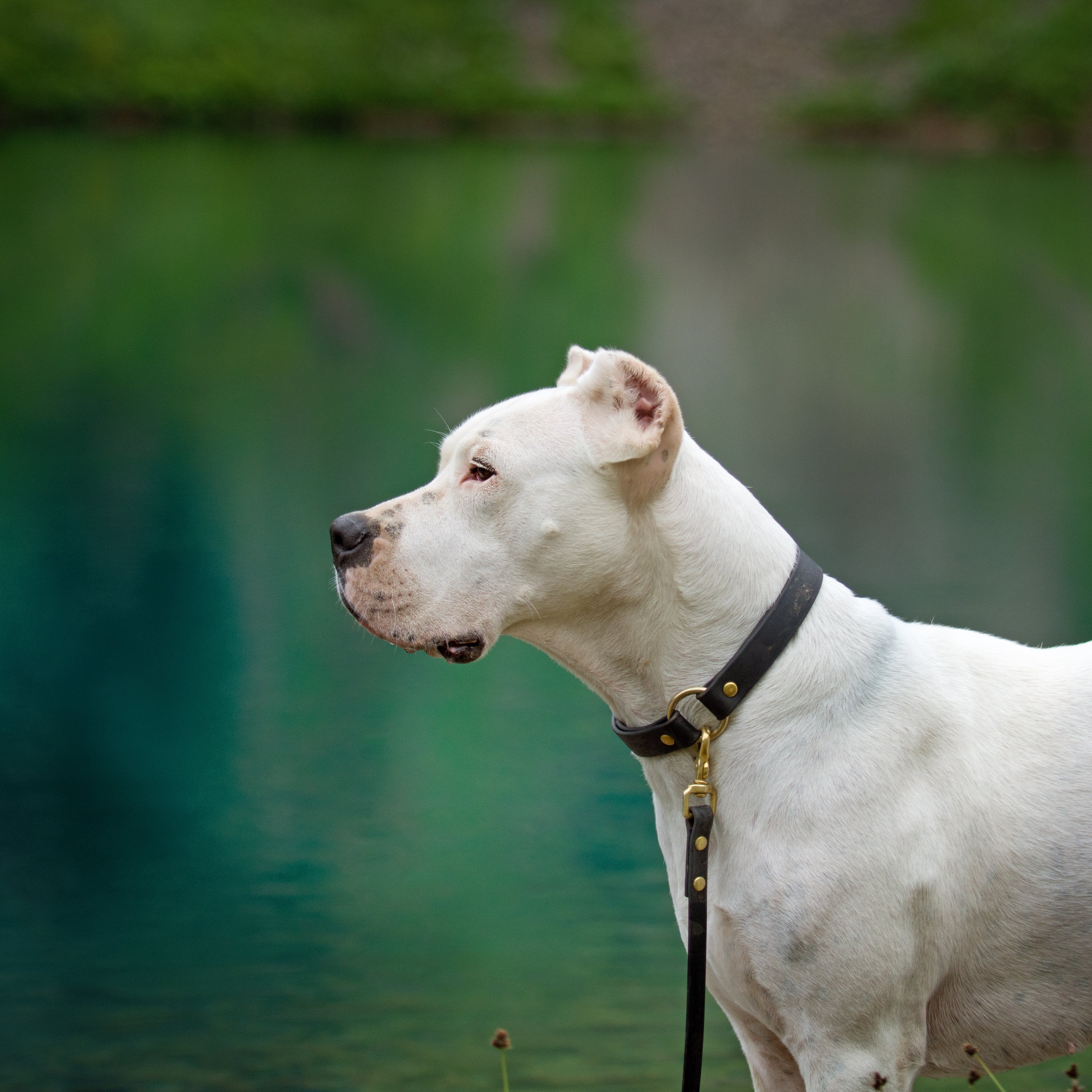 Denali Center Ring Collar
