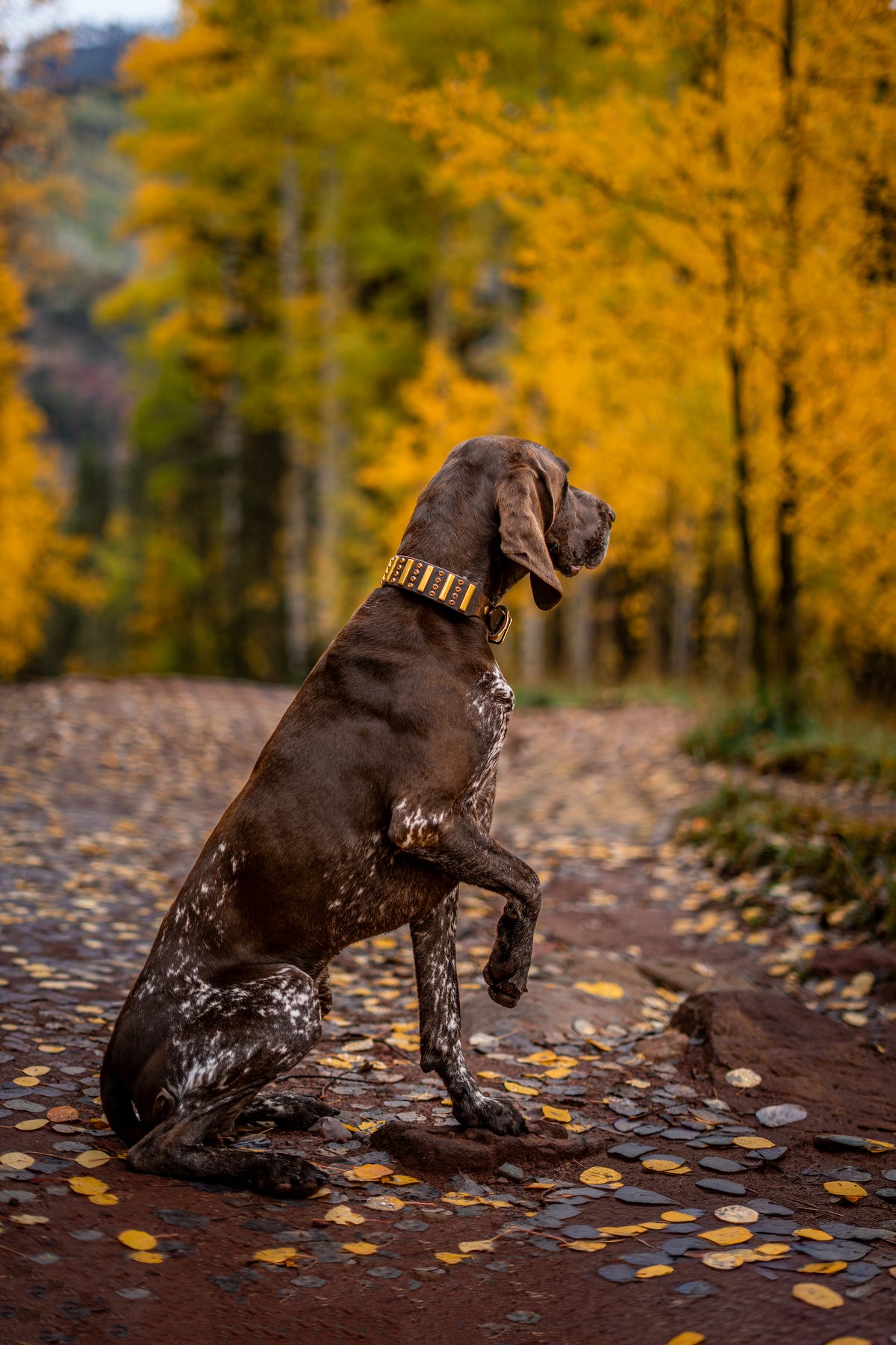 The 'Underdog' Leather Collar (1.5
