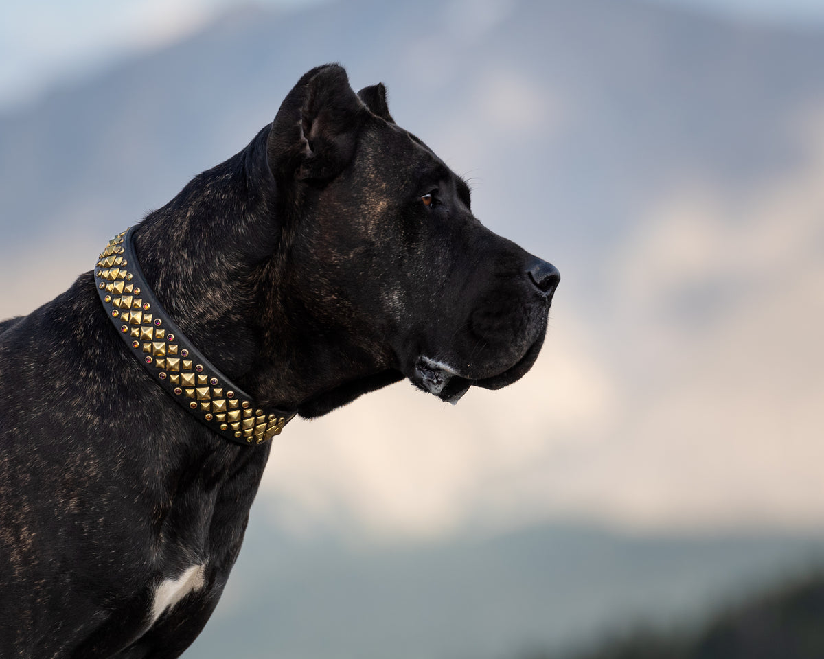 The 'Havoc' Leather Collar (1.5