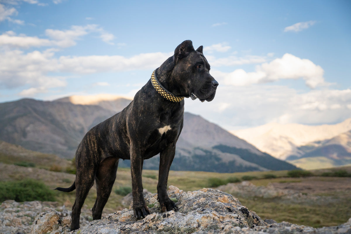 The 'Havoc' Leather Collar (1.5
