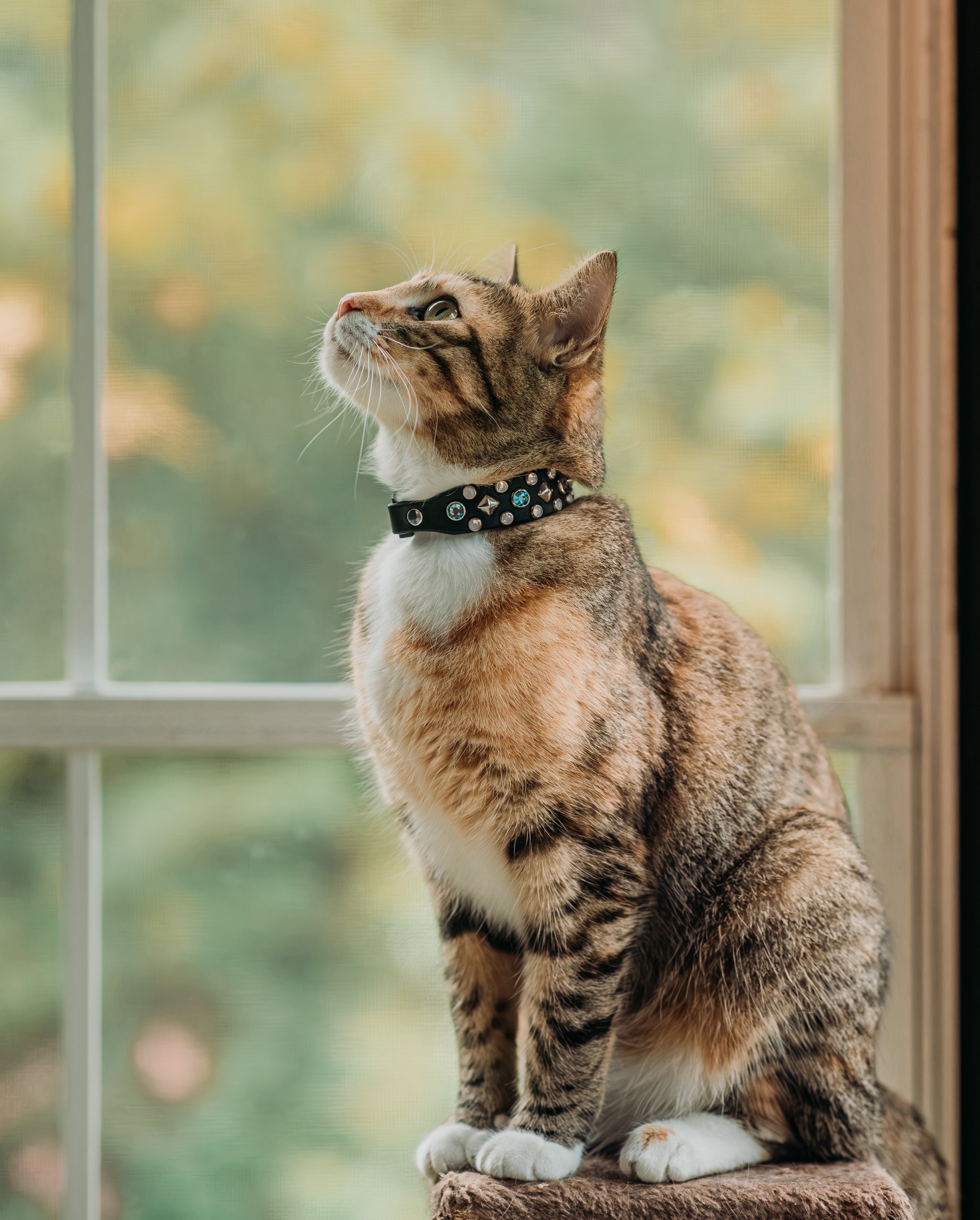 The 'Mini Hildi Deluxe' Leather Collar (3/4
