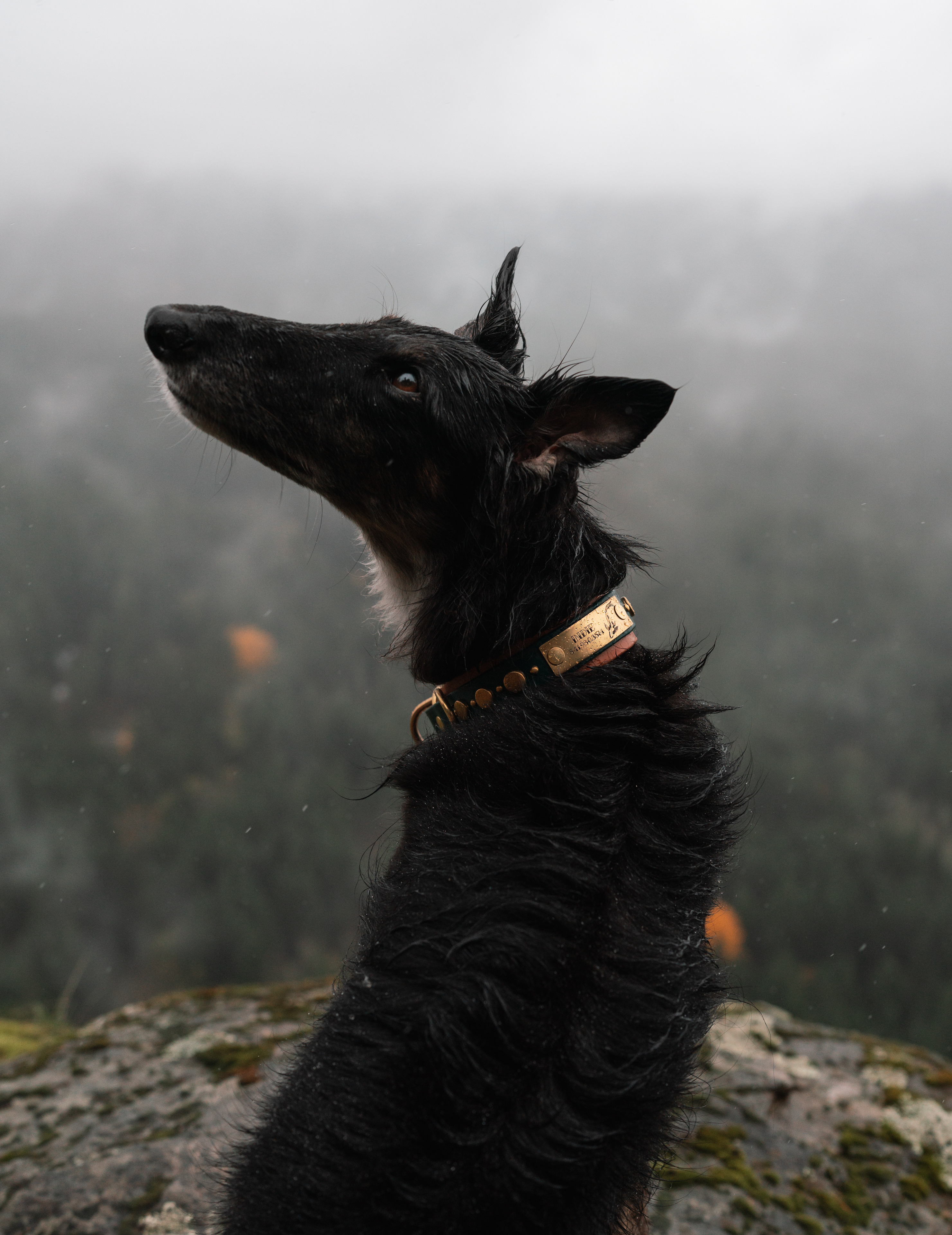 The 'Ophelia' Collar