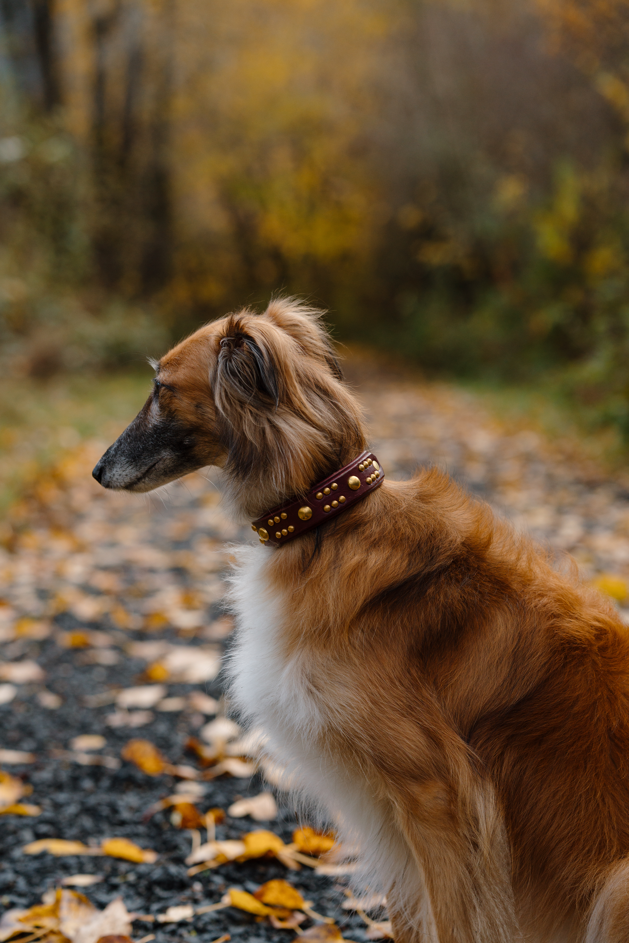 The 'Creature' Leather Collar (1