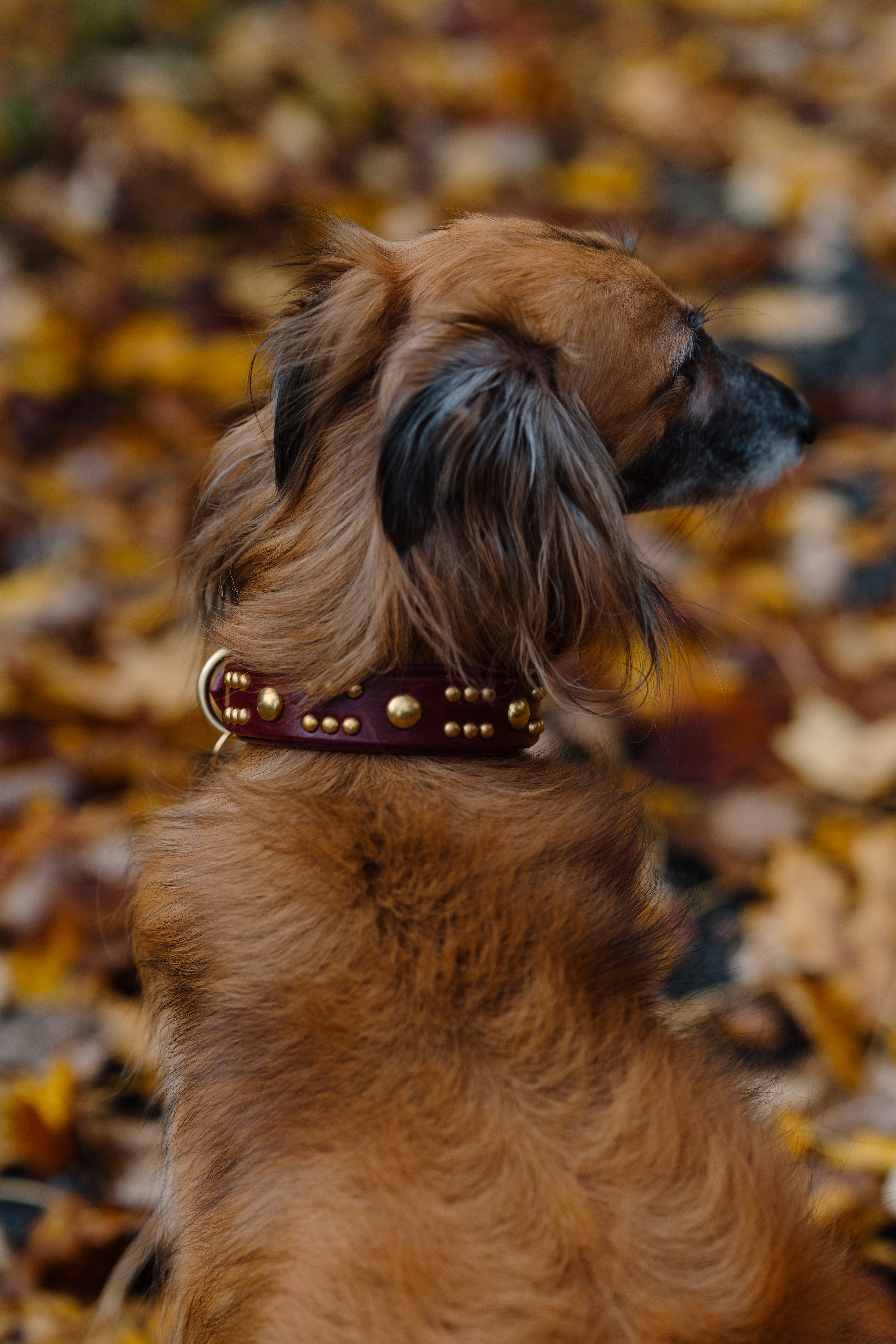 The 'Creature' Leather Collar (1