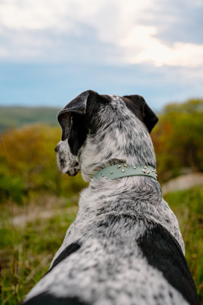 funny pet collar, printed quick release dog collar • Miss Choco Chownel Dog  Boutique