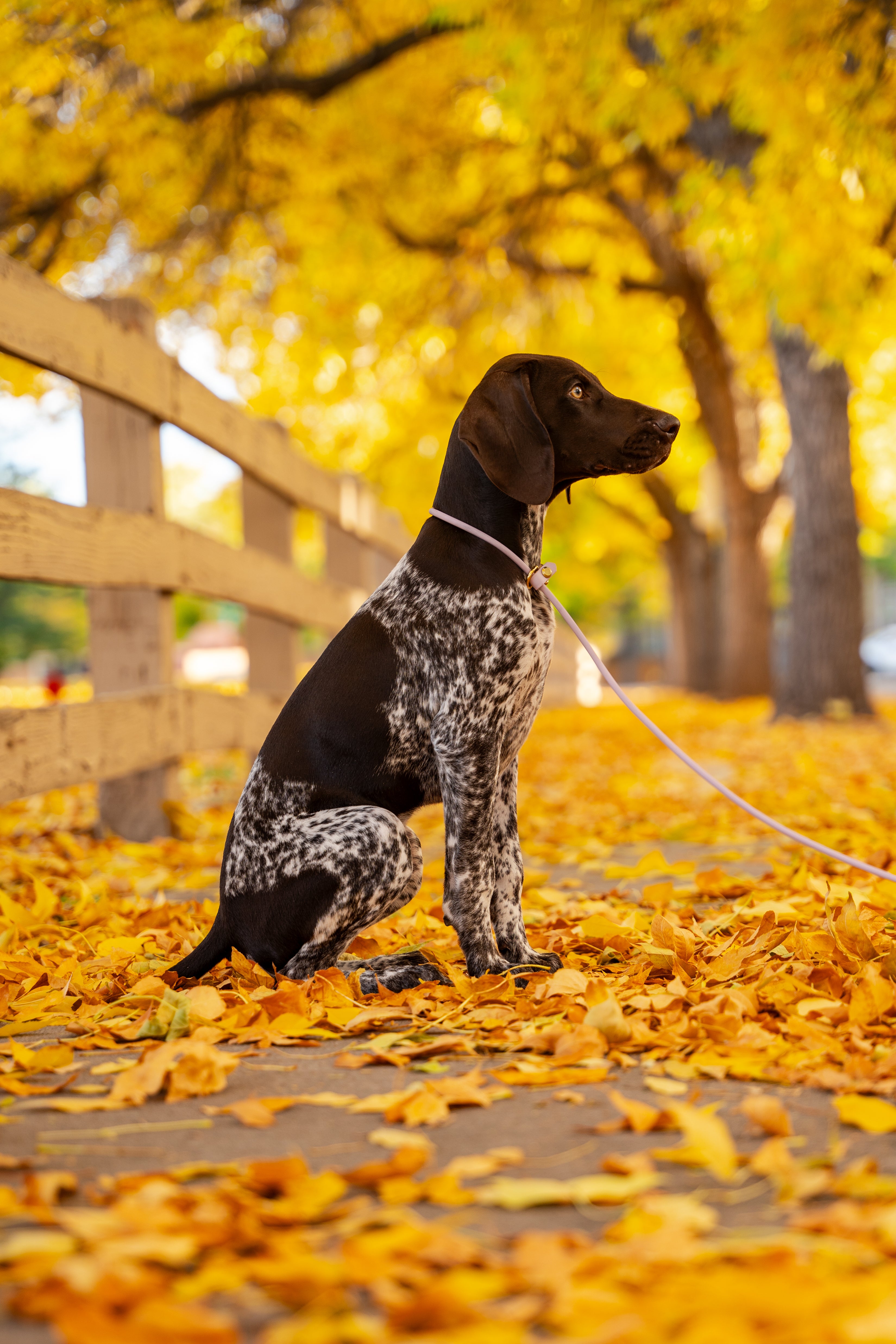 Rolled BioThane Leash