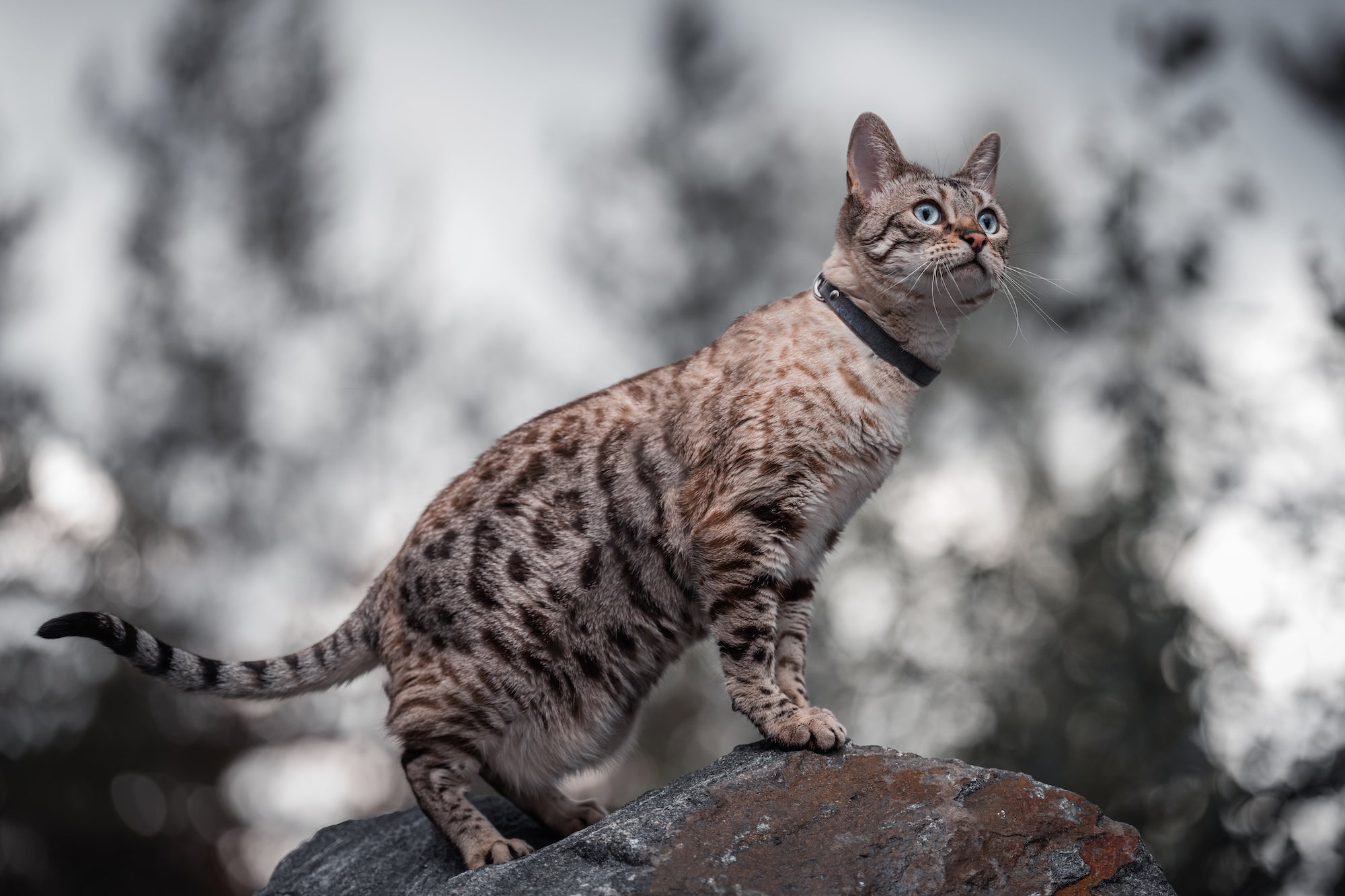 Bengal cat outlet collar