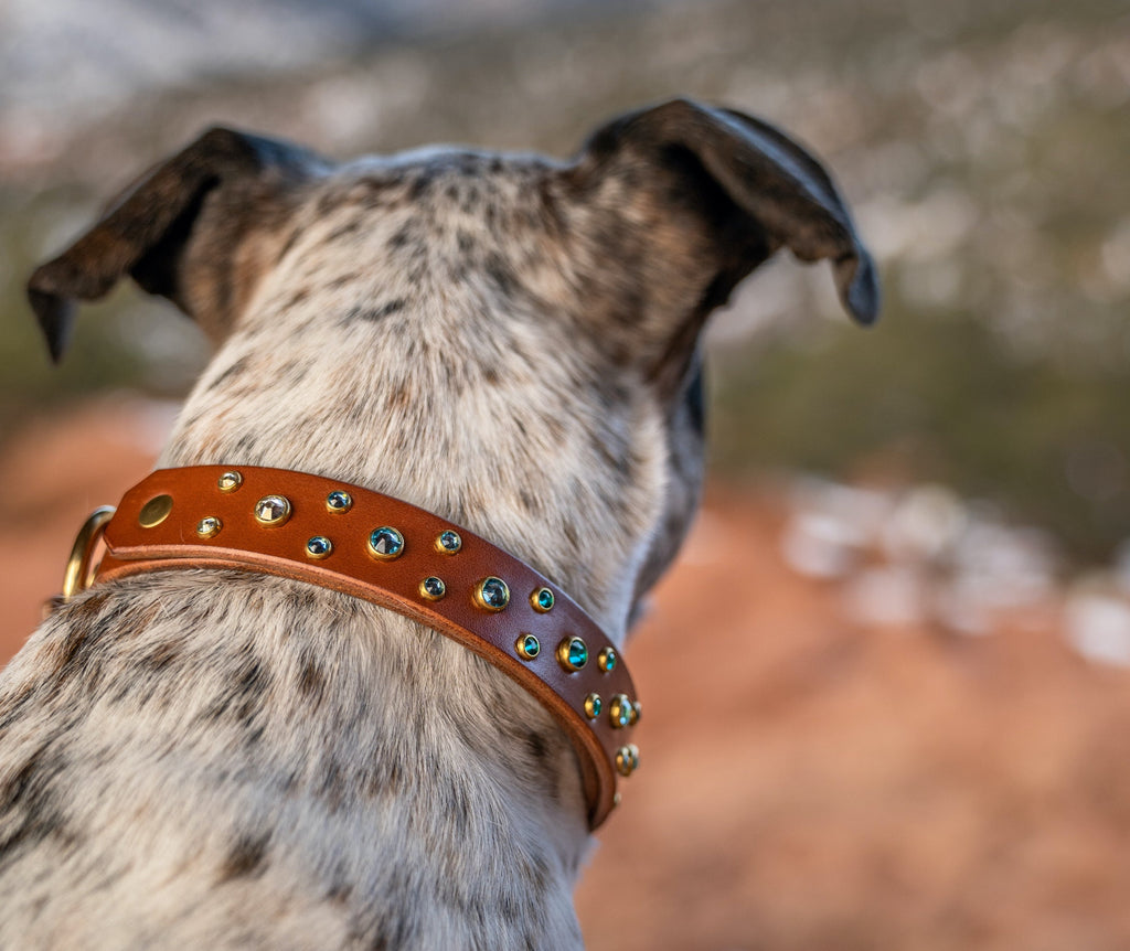 The 'Summit' Leather Collar (1" or 1.5" panel)