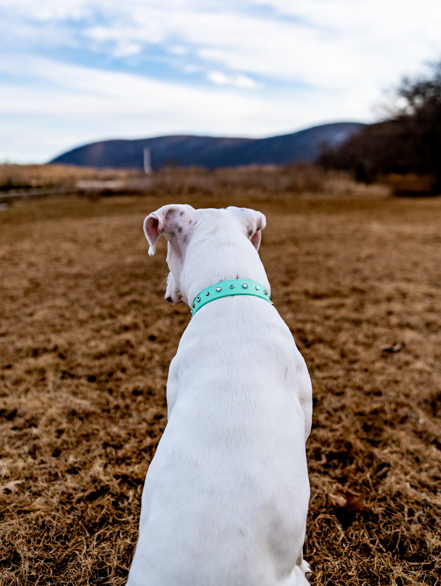 The 'Lucy in the Sky' Collar