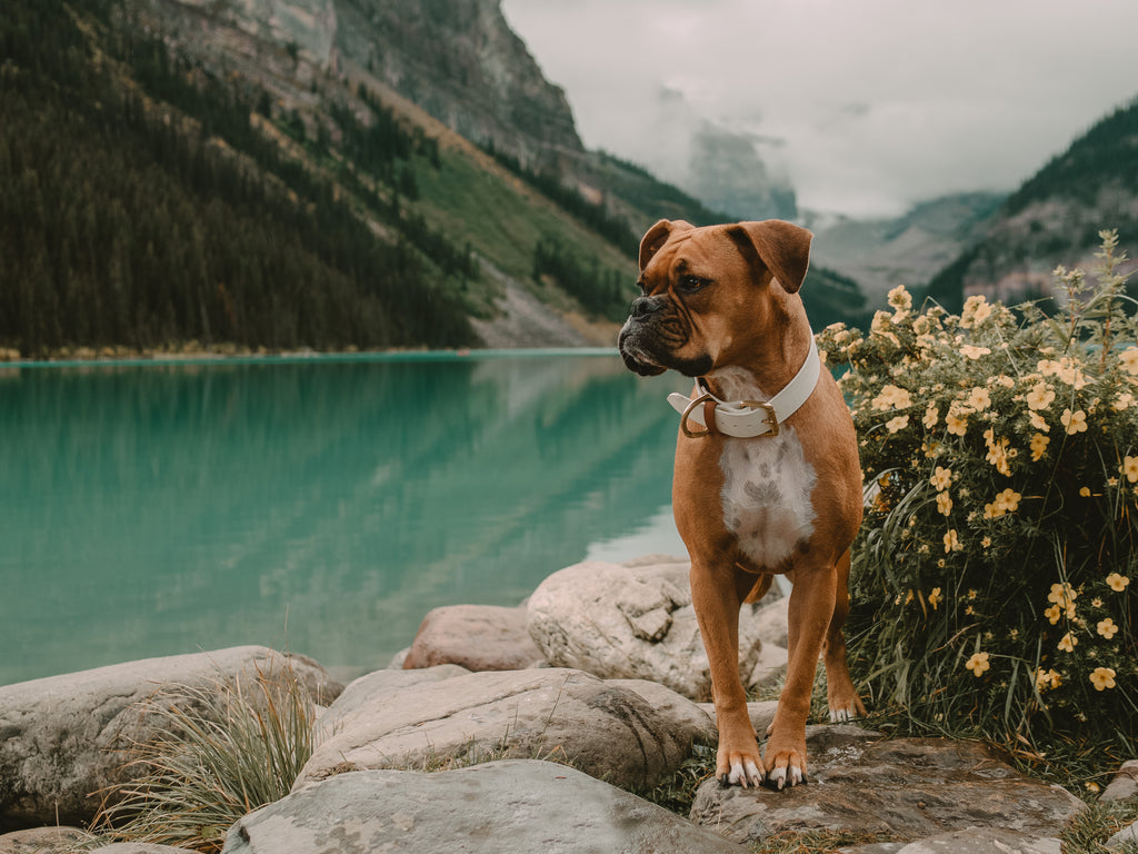 Sitka - Water Resistant Pendleton Dog Collar - Moose Wears