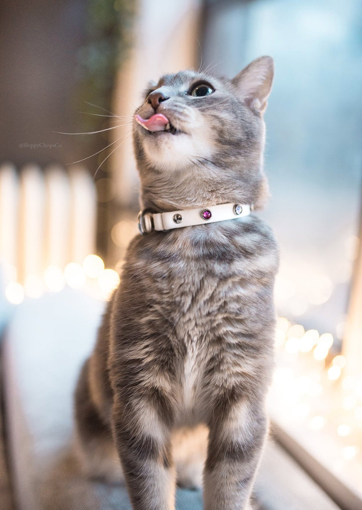 Cat sticking tongue out in playful manner while modeling crystal cat collar